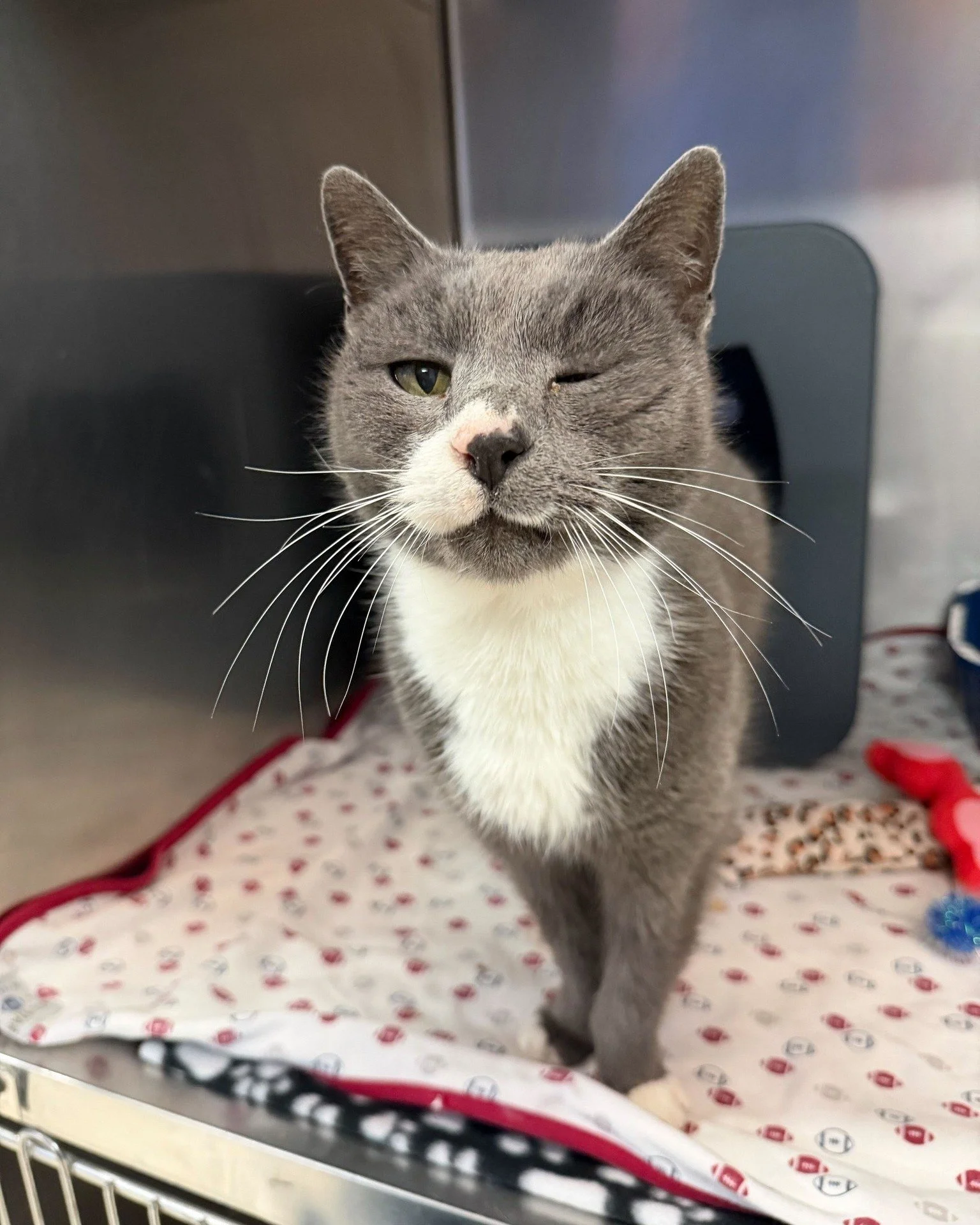 Meet Trailer Bob (Trailer Robert when he's feeling fancy)! 😉

This 10-year-old gentleman is friendly with everyone he meets and will happily serenade you with nonstop purrs. He&rsquo;s the kind of cat who believes every visitor is a friend he just h