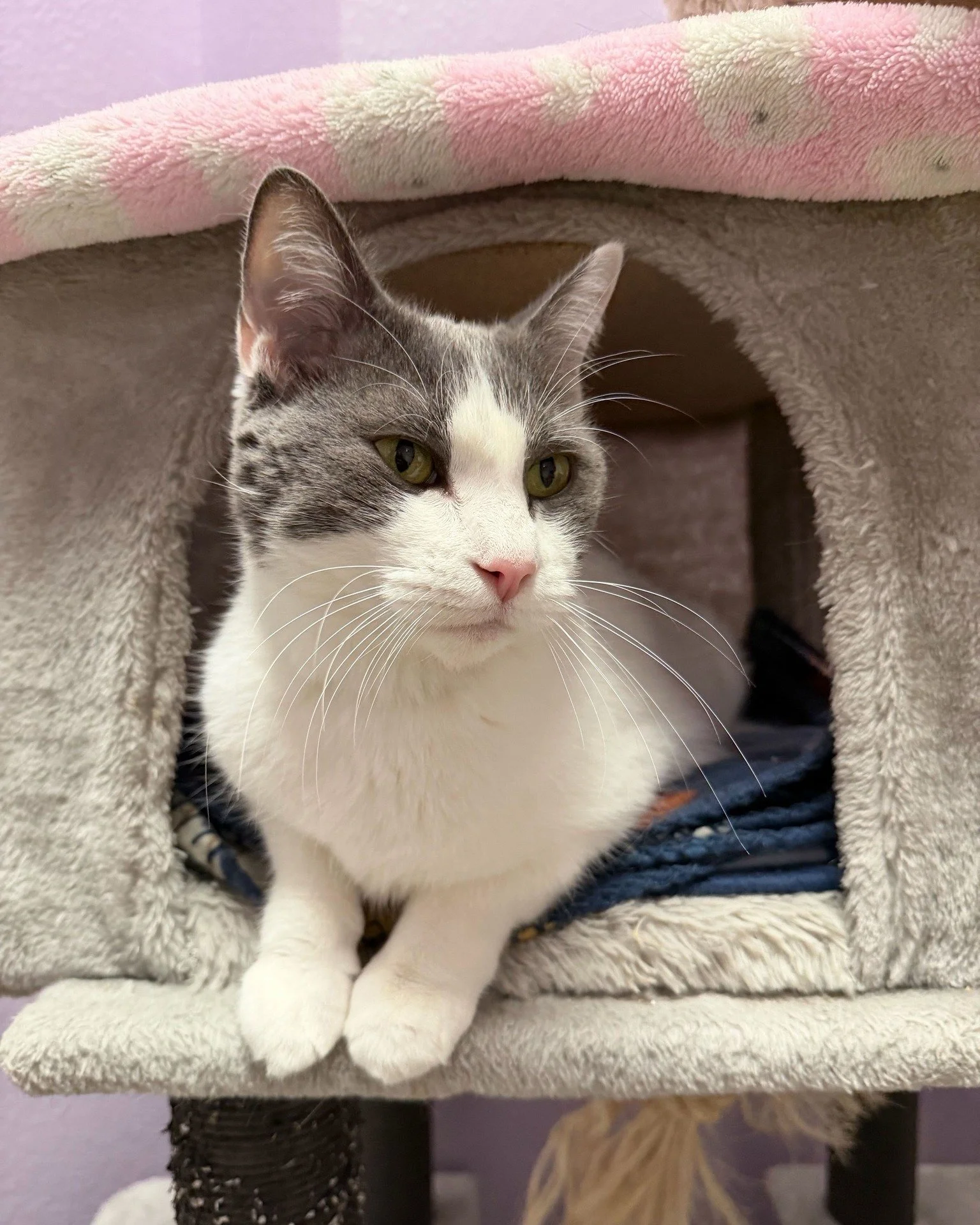 Usually we&rsquo;re the ones asking the community for linen donations&hellip; but right now, you can take Fresh Linen home with you! 🤭

Fresh Linen is a 6-year-old gentle soul with the sweetest heart. She&rsquo;s calm, affectionate, and would thrive