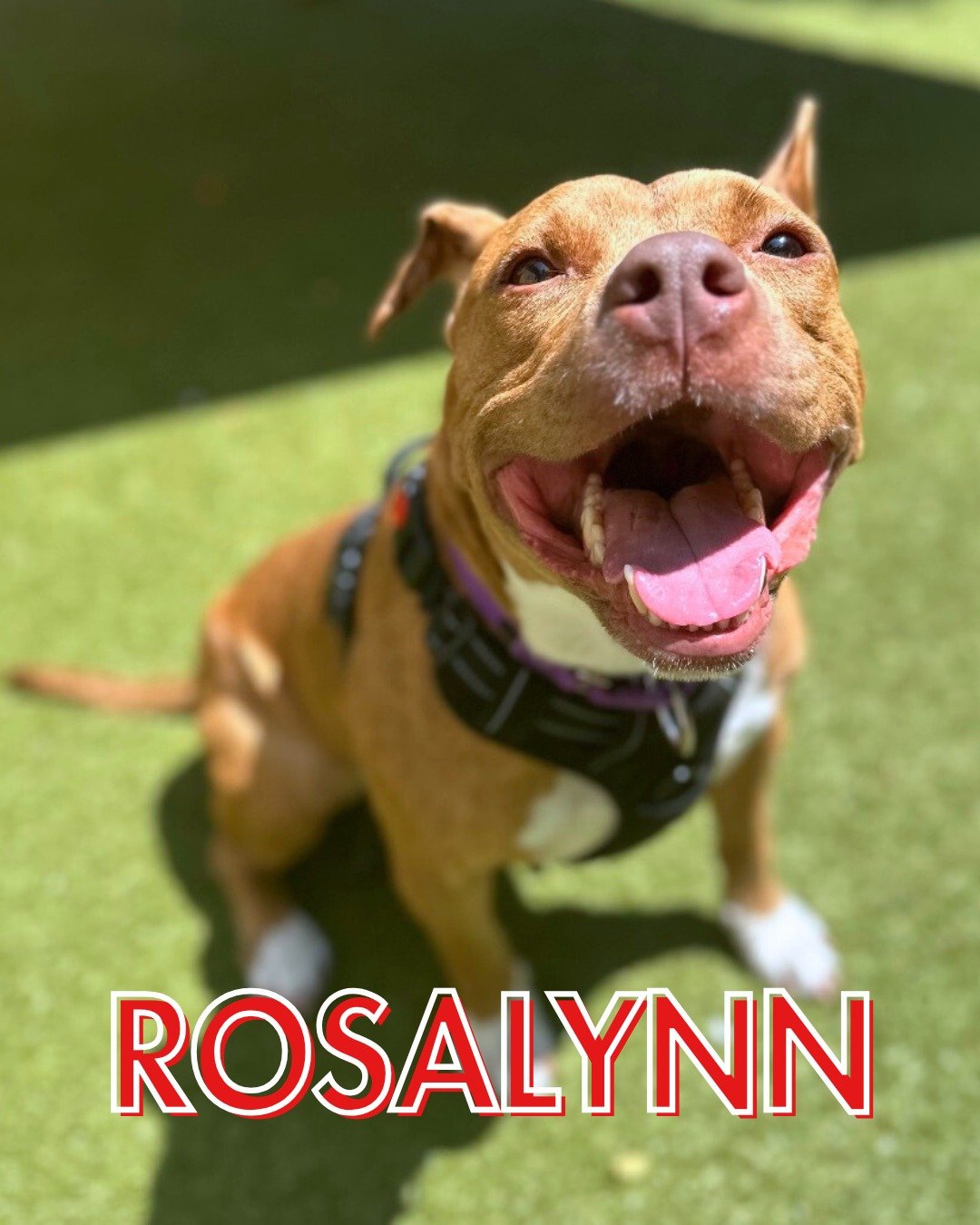 🚨 PLEASE SHARE 🚨

Shelter life can be overwhelming, especially for dogs who are struggling with the constant noise and activity. Despite our staff and volunteers doing what they can to provide comfort, some dogs would truly benefit from a temporary