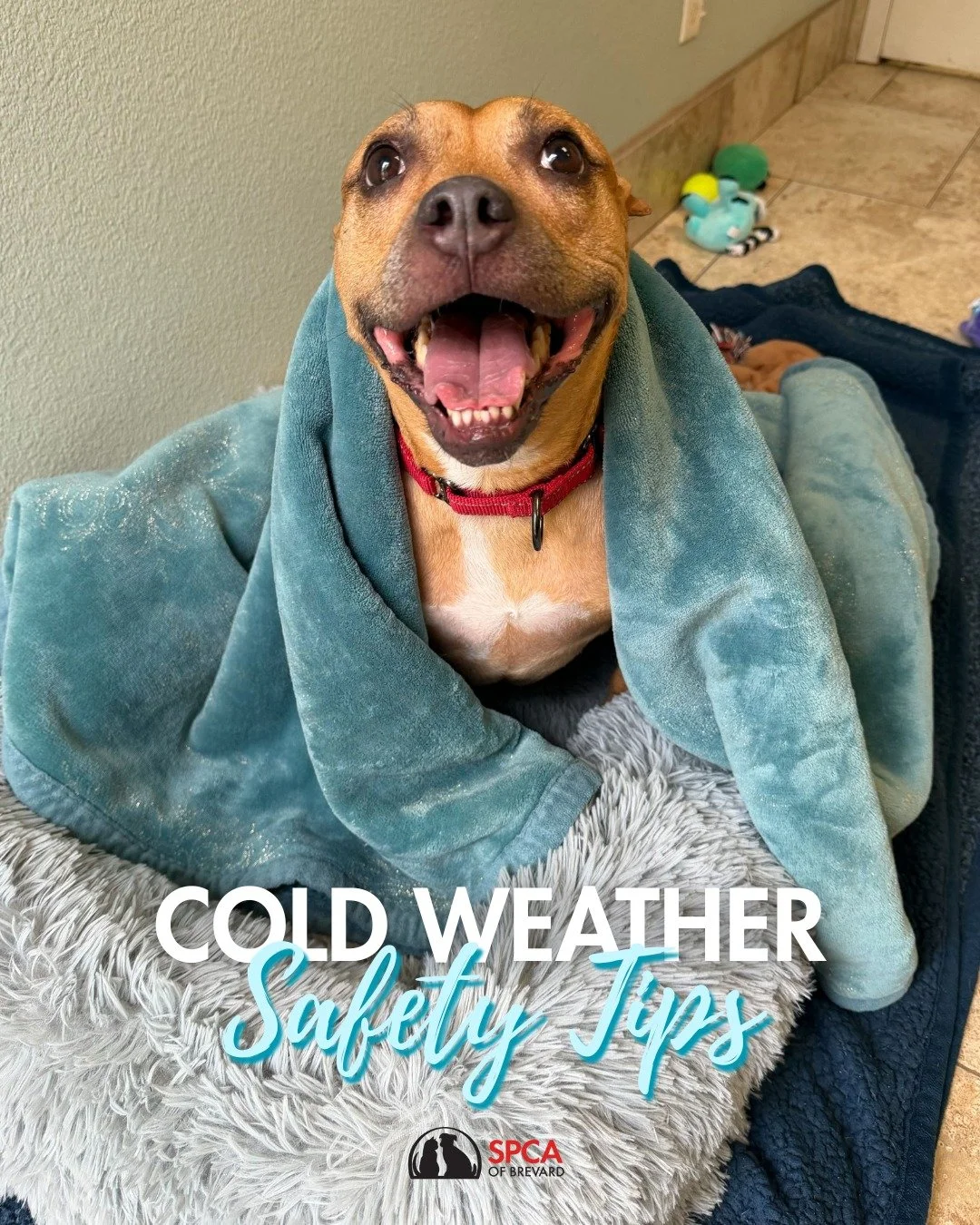 Temperatures are dropping below freezing this weekend! Here&rsquo;s how to keep your furry family members safe and cozy:

🐾 Limit outdoor time - keep walks and potty breaks short
🧥 Use pet sweaters or jackets - especially for small, short-haired, o