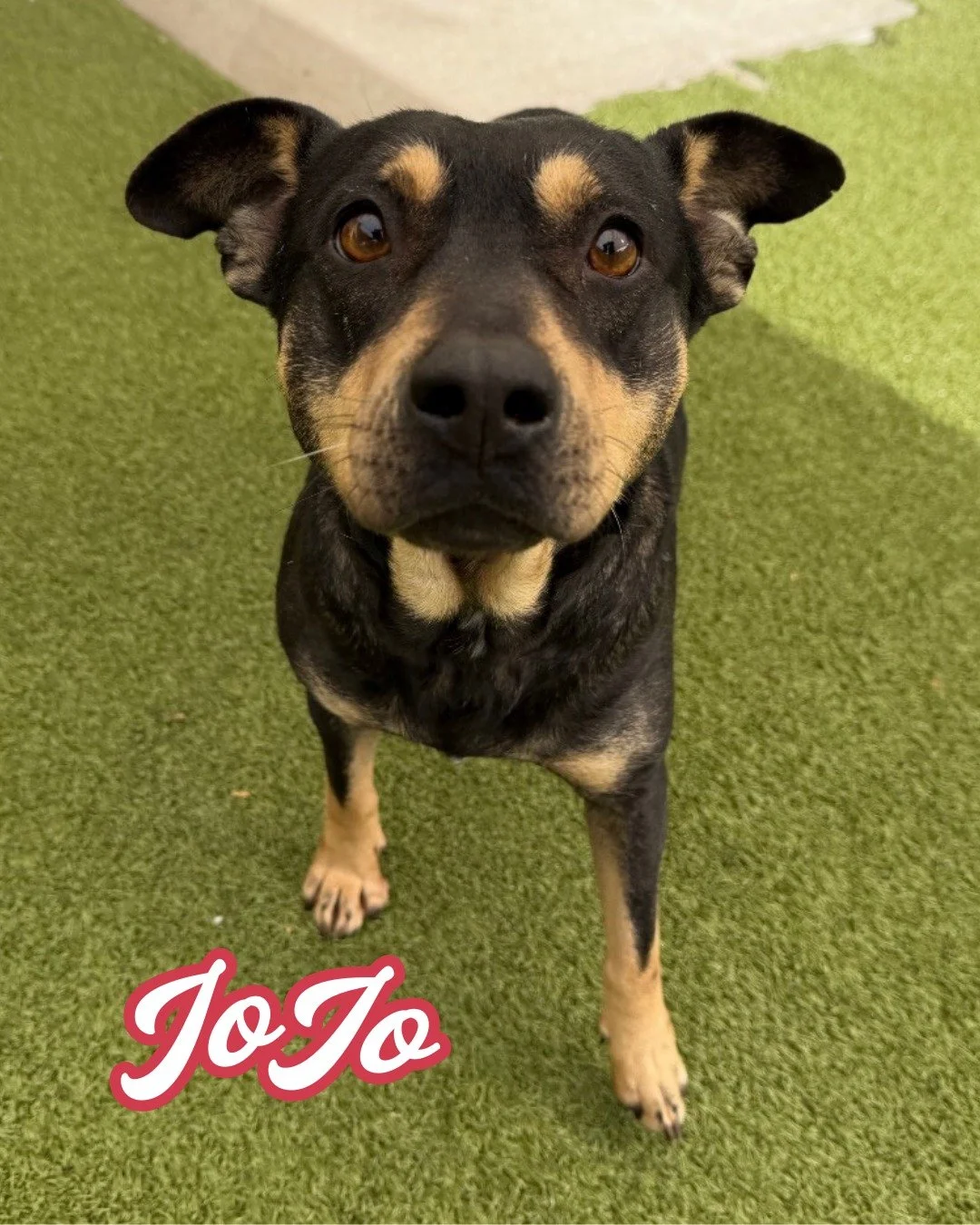 🚨🐾 NEW DOGS ALERT! 🐾🚨

We&rsquo;ve got some amazing new pups now available for adoption, including the adult dogs who arrived last week from our transport with Hamilton County Animal Services! These sweet dogs are ready to meet you:

🐶 Jojo &mda