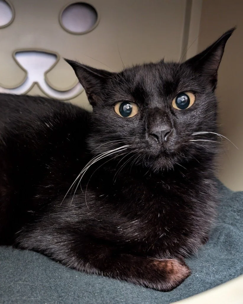 What's that tapping at your chamber door (your phone screen)? It's Raven! 🖤

Raven is about 2 years old and one of our longest residents. She came to us in mid-December with her babies and was the best mama. She lovingly raising them until they were