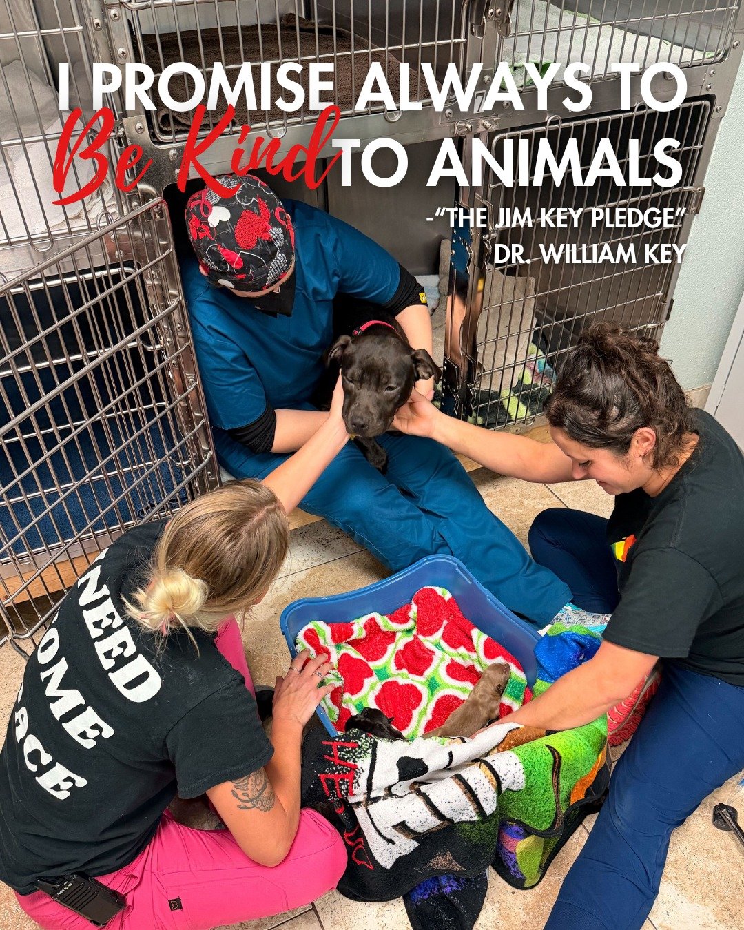 This Black History Month, we honor the legacy of Dr. William Key and trailblazers who have shaped history through compassion. Dr. Key  believed in kindness, patience, and respect to animals. Showing us that trust, not fear, creates meaningful connect