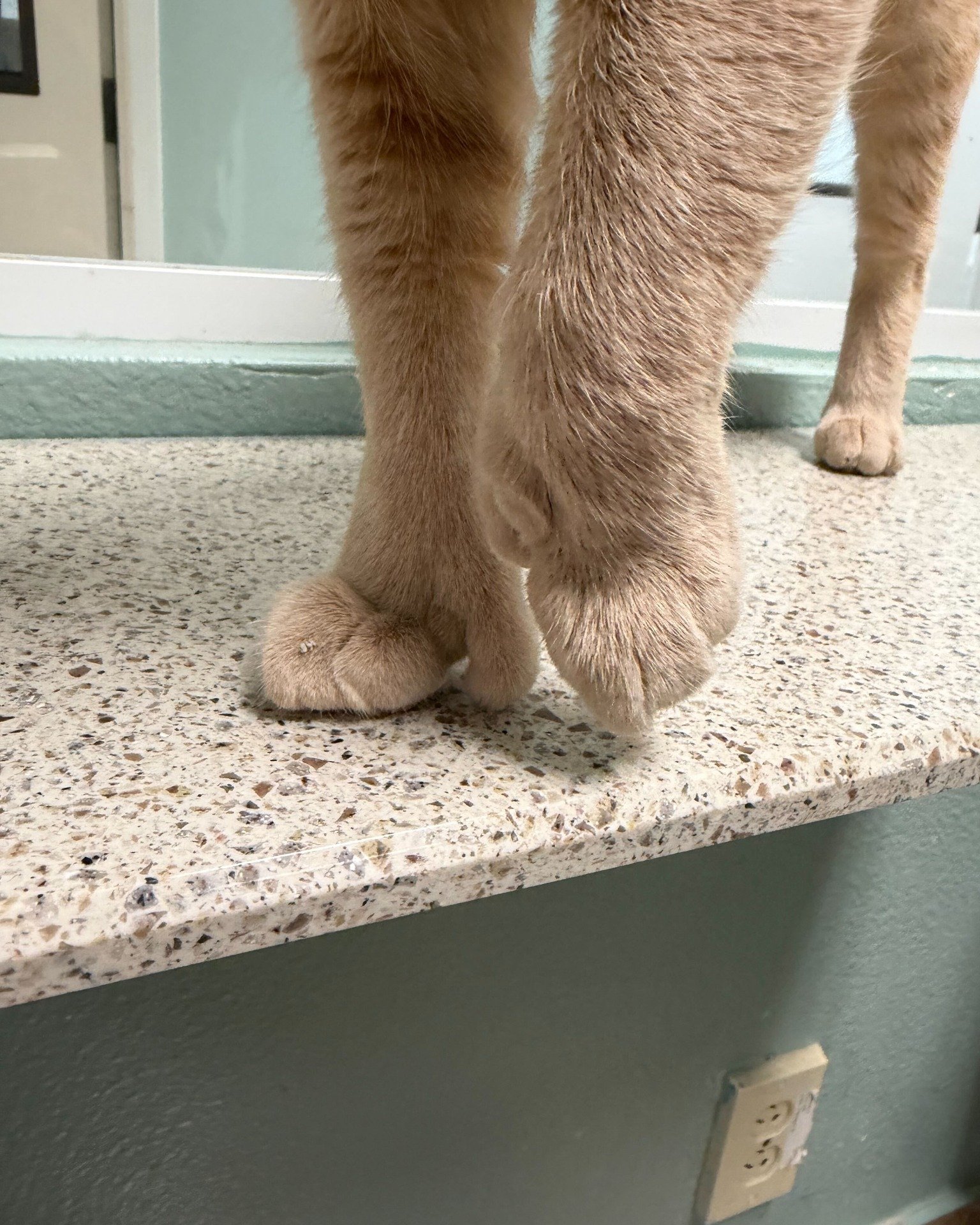 UPDATE: Eco's content was so🔥, he's been adopted!

Eco wanted to give you an exclusive sneak peak from his Only Paws account 👀🌶

This 2-year-old heartthrob has the softest paws in the business (with extra toe beans 🤯) ! He&rsquo;s friendly, gentl