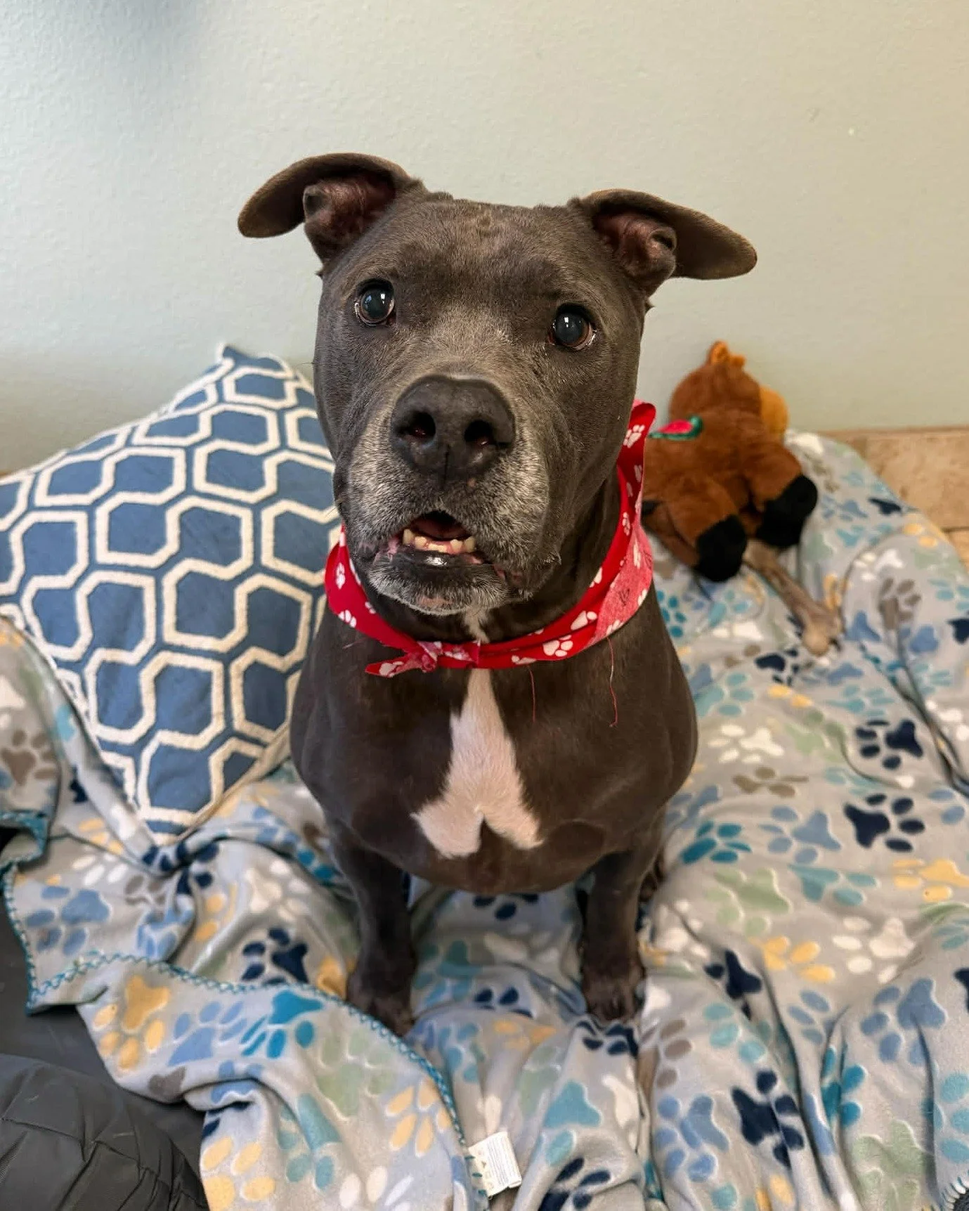 ❤ Charlie Update - Medical Foster Needed! ❤

A few weeks ago, we shared that Charlie was heading in for CT scans and a rhinoscopy to help us understand his ongoing upper respiratory issues. During the procedure, a mass was found, but the good news is