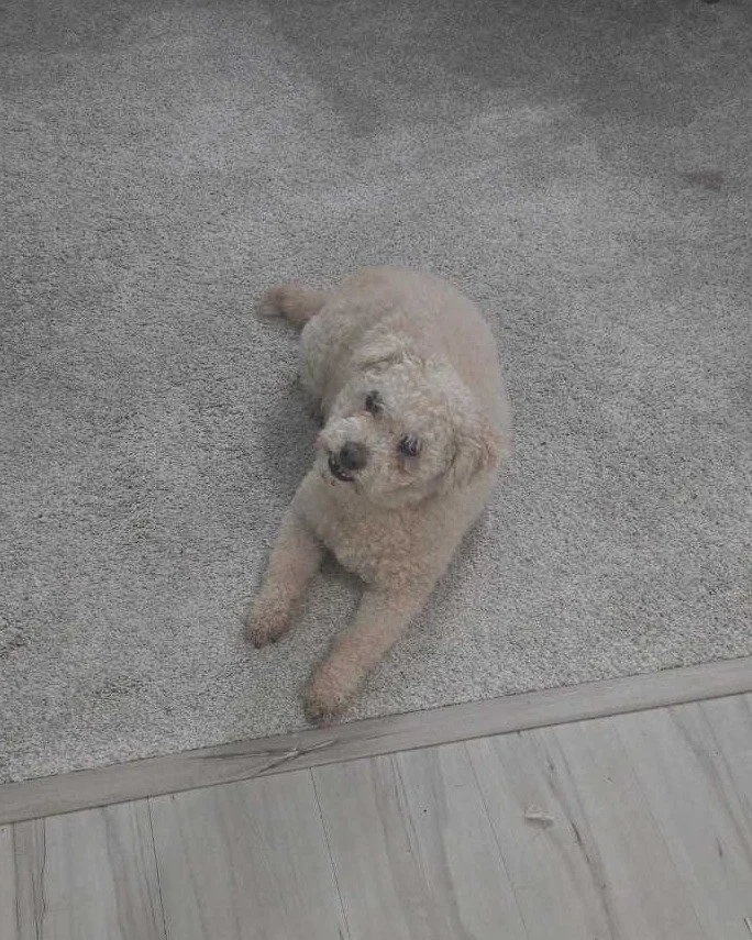 COURTESY POST: This dog is not in the care of the SPCA but is in need of being re-homed due to the owners health. Please reach out to the caretaker directly for more information.

Meet Bailey! This sweet guy is 17 years old, neutered, and up to date 