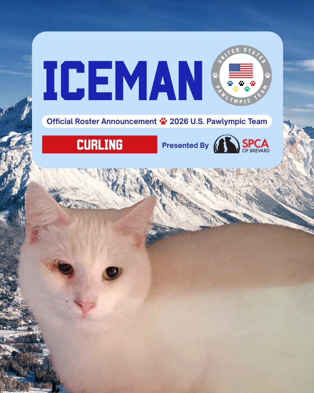 Introducing our Cat Team USA for the 2026 Winter Pawlympics! ❄️🇺🇸

These cool cats are ready to slide into 1st place and compete for gold (a loving home!):

🪨 Iceman is sweeping the competition in Curling
🛷 Porter is racing downhill in Luge
🎿 Ge
