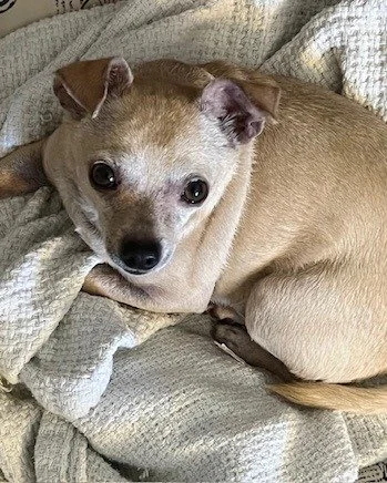 COURTESY POST: This dog is not in the care of the SPCA but is in need of being re-homed due to the owners health. Please reach out to the caretaker directly for more information.

Meet Diesel! This sweet guy is 4 years old, neutered, and up to date o