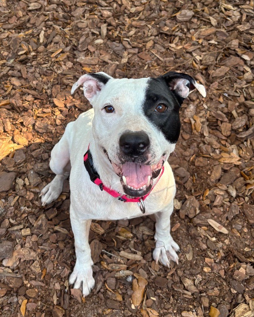 It might be February, but our adoption center has quite the Bloom! 🌸

Bloom is a 3-year-old bundle of energy who thrives as your one-and-only pet. Training is her favorite pastime, and she&rsquo;s highly motivated by treats and toys (the fastest way