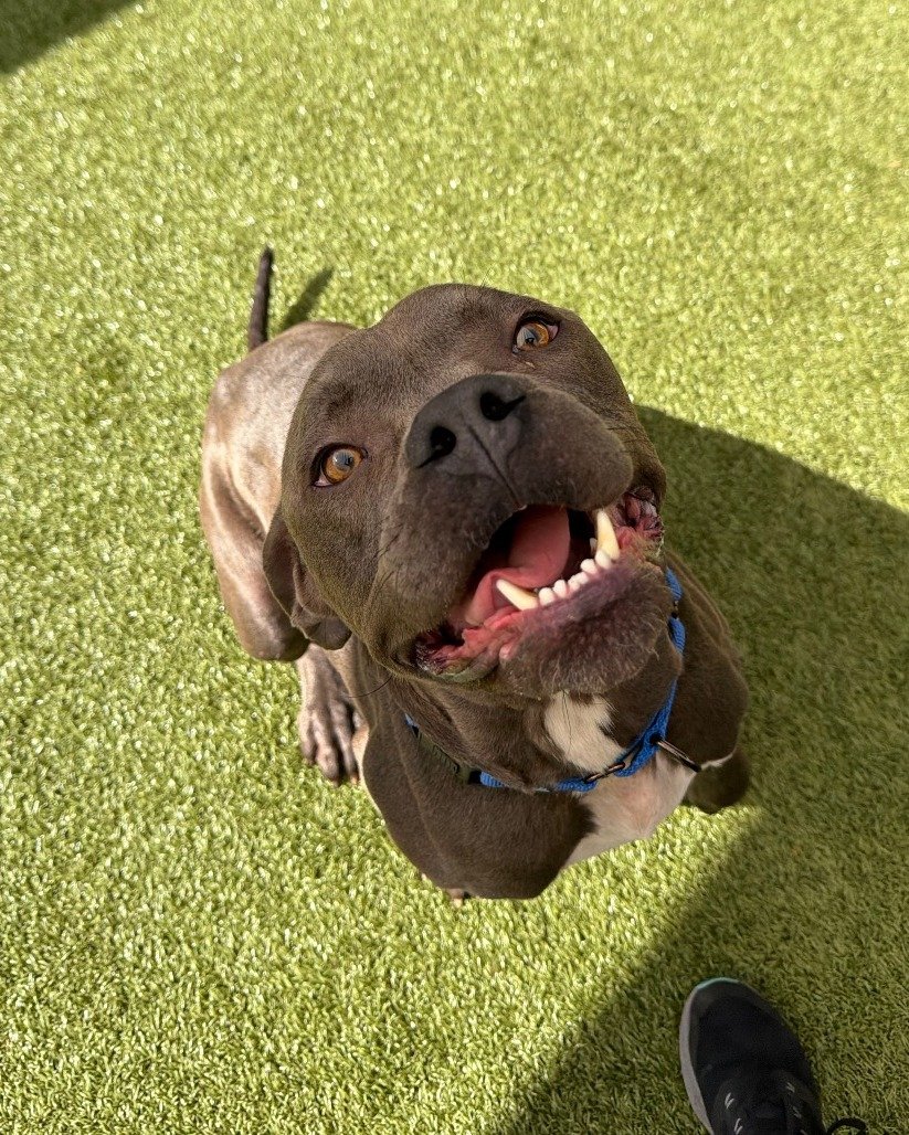 You might be thinking to yourself, "There's not a lot going on behind those eyes..." and you would be 100% CORRECT! 🧠❌

Behind those adorable peepers? Absolutely NOTHING. Not a single thought. The brain cell is on vacation. The elevator do