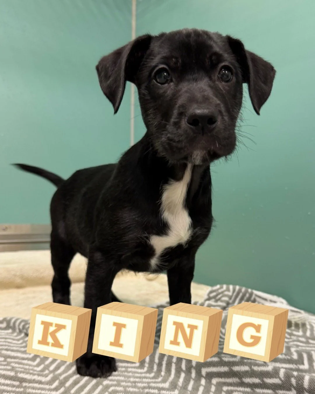 Love is in the air... and so are puppies! 😍

These mixed breed cuties are about 3 months old. While we don&rsquo;t have specific breed info, we can confirm they&rsquo;re 100% good boys and girls. They are available for foster to adopt homes while th