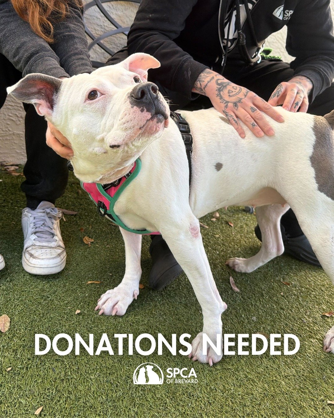 Wish List Wednesday 🐾✨

We are in need of training treats for dogs, churu treats for cats, and canned tuna in water. Donating these items is an easy way to lend a paw and help keep pets happy and healthy until they find loving homes.

How you can he