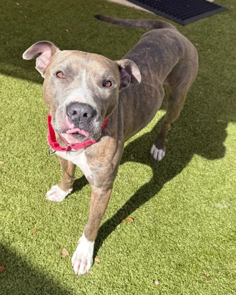 Okay, we'll just say it... we have NO idea how Malcom is still here! He is the total package and we think he's just been waiting for you.

This boy is ready for ANYTHING. Hiking? Playing with the kids? Binge-watching your favorite show on the couch? 