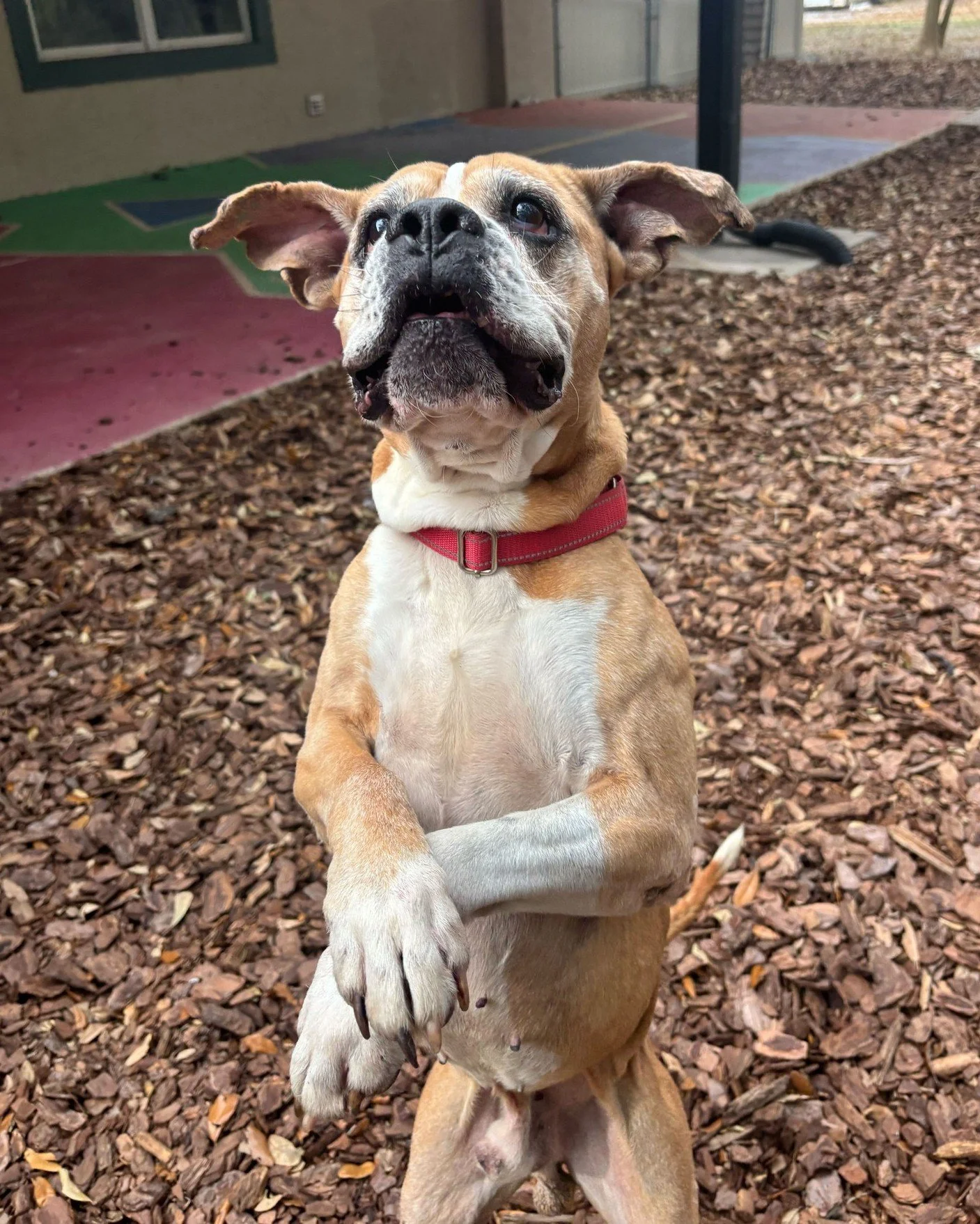 With ears like his, Bane is ready for take off to a loving home (aka yours!) ✈️

This sweet 9-year-old guy may have a few gray whiskers, but don't let that fool you! Bane's still got plenty of pep in his step. He's a social butterfly who's friendly w