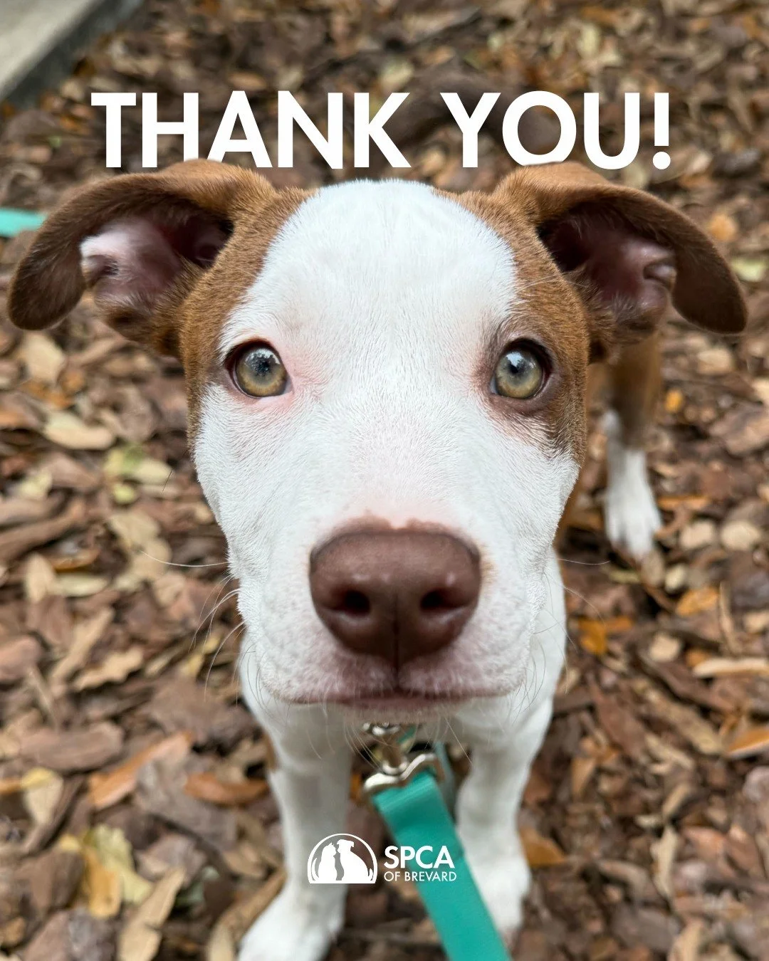 We are incredibly grateful to announce that we have received a $100,000 grant from the Community Foundation of Brevard, made possible by a generous donor who has chosen to remain anonymous.

This gift means we can continue providing essential care to