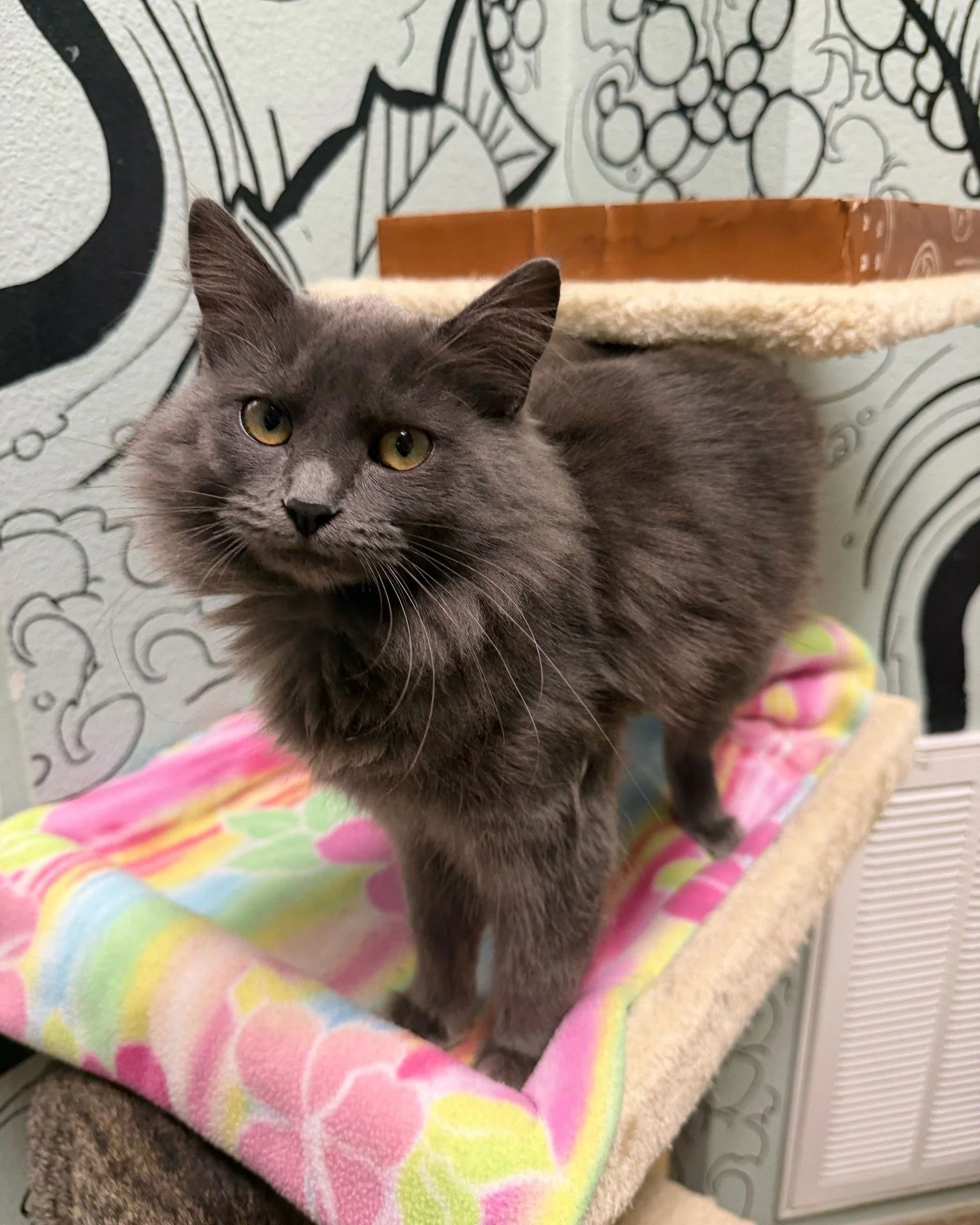 Is your Valentine more into purring than barking? We've got you covered with cats and kittens like Needy that are ready to steal your heart and go home with you. ❤

Needy is 4 months old and the total kitten package: friendly, playful, and has the be