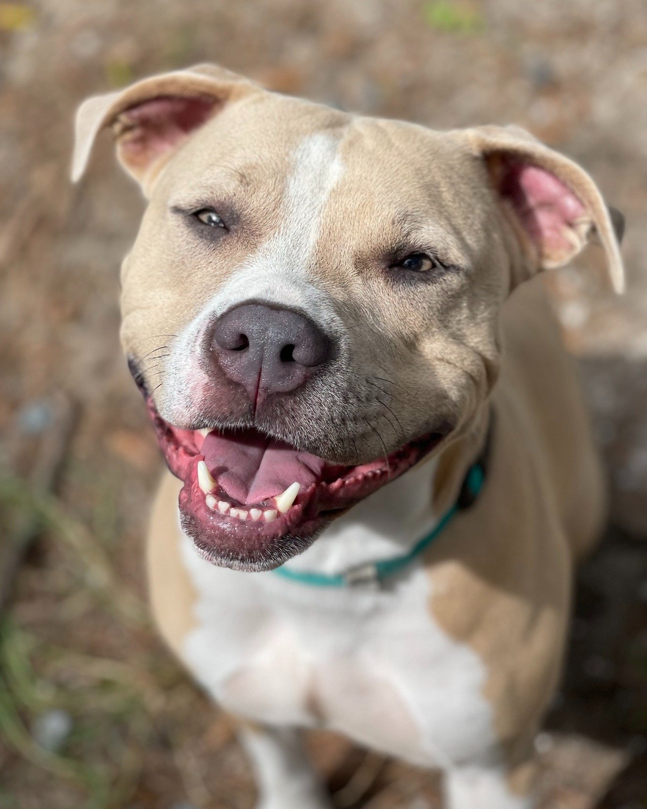 COURTESY POST: This dog is not in the care of the SPCA but is in need of being re-homed due to the owners health. Please reach out to the caretaker directly for more information. 

Meet Stevie! This sweet girl is around 4 years old, spayed, and up to