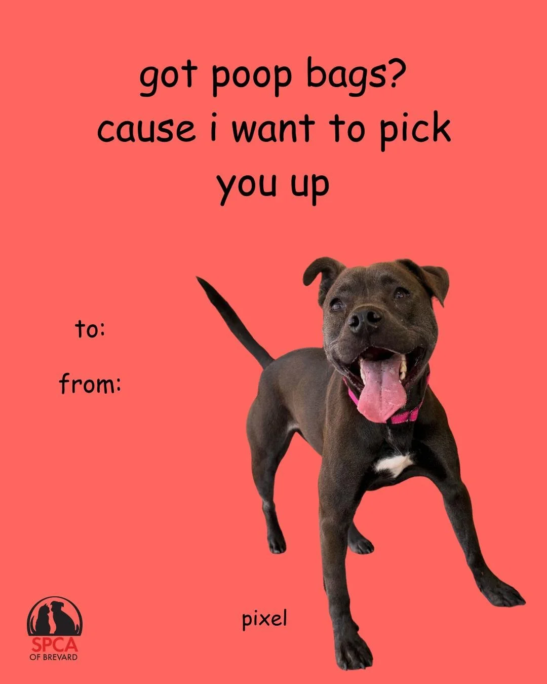 In case you forgot to get your valentine a card (no judgment here), our shelter pets wanted to help you out! 💕

Whether you're looking for a cuddle buddy, an adventure partner, or your new wingpet to help you navigate life's ups and downs, our adopt