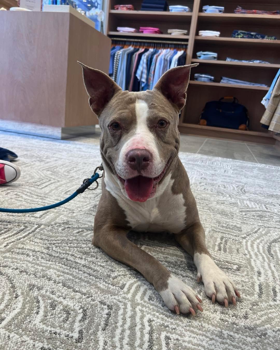 BREAKING NEWS: Charm Elected Paw-resident of the Day for Presidents Day!

Please welcome 8-year-old Charm to office!

Her Presidential Qualities:
✓ Great with kids
✓ Shy at first, but she warms up with treats
✓ Loves car rides
✓ Stays active but ador