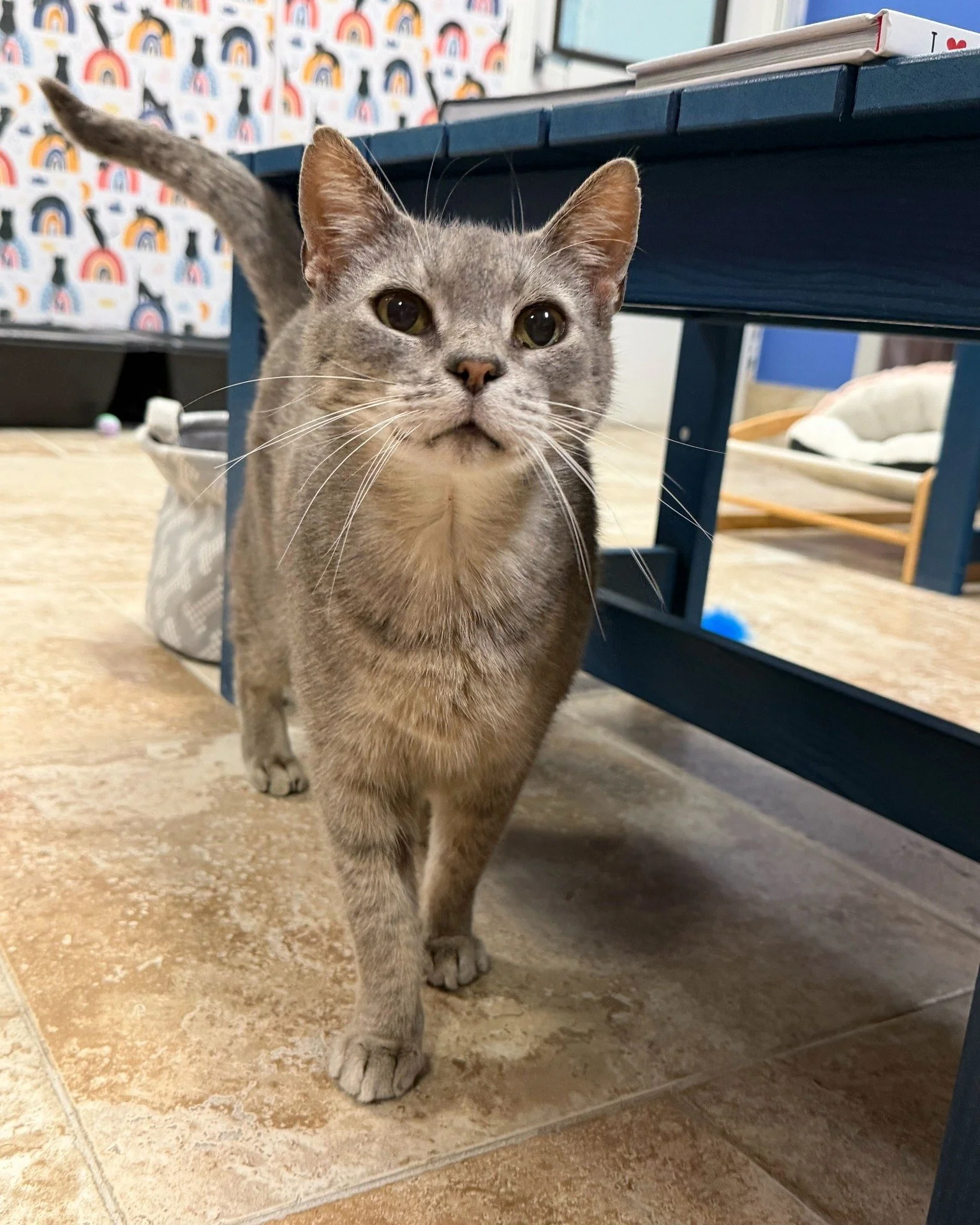 While everyone else is out fighting for beads, 12-year-old Seahorse knows the REAL catch is a warm lap and cozy couch. 👑💚

This distinguished gentleman believes the only parade worth attending is the one from your bed to the kitchen and back. His t