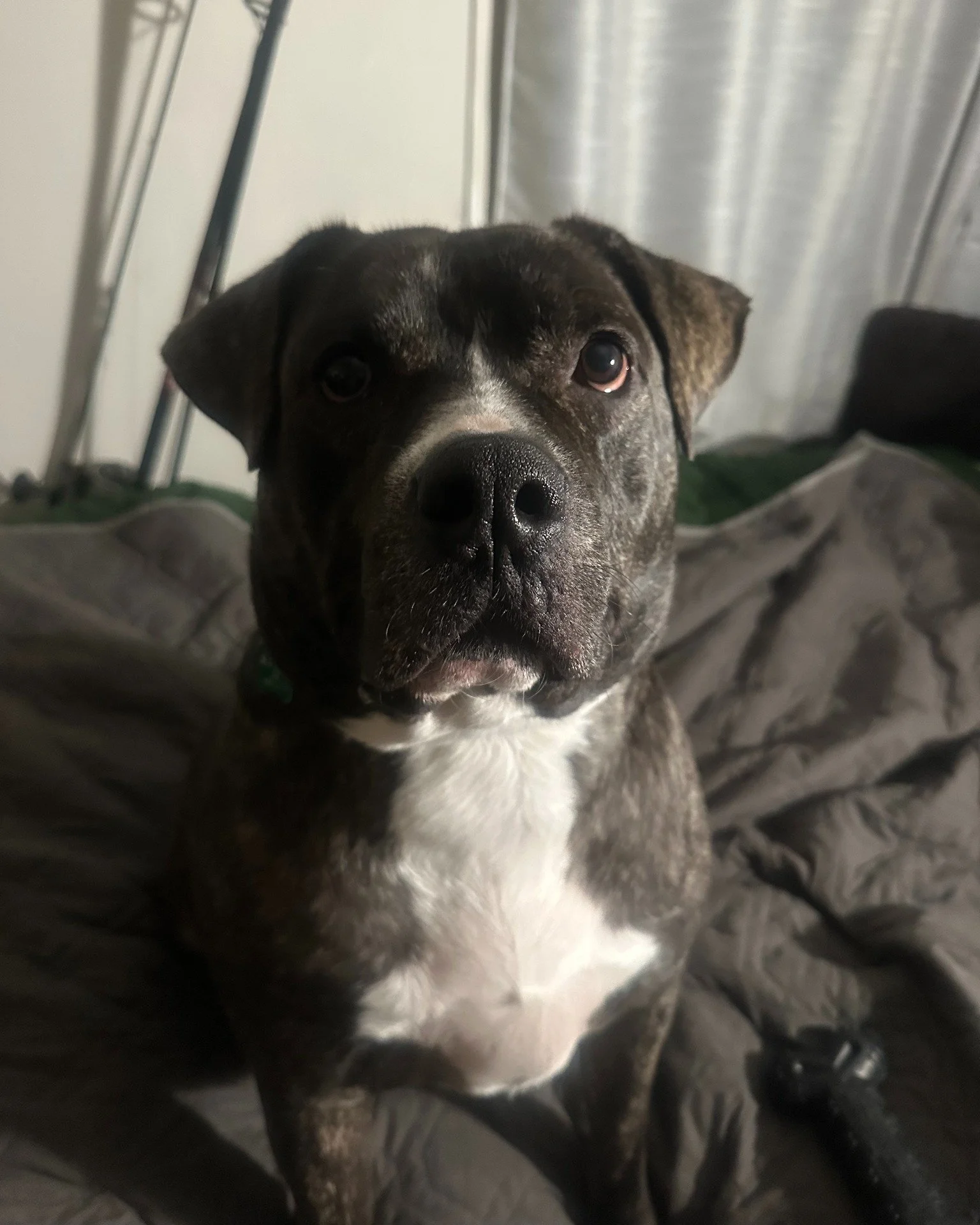 COURTESY POST: This dog is not in the care of the SPCA but is in need of being re-homed due to housing. Please reach out to the caretaker directly for more information.

Meet Bailey! This sweet guy is 3 years old, neutered, and up to date on vaccines