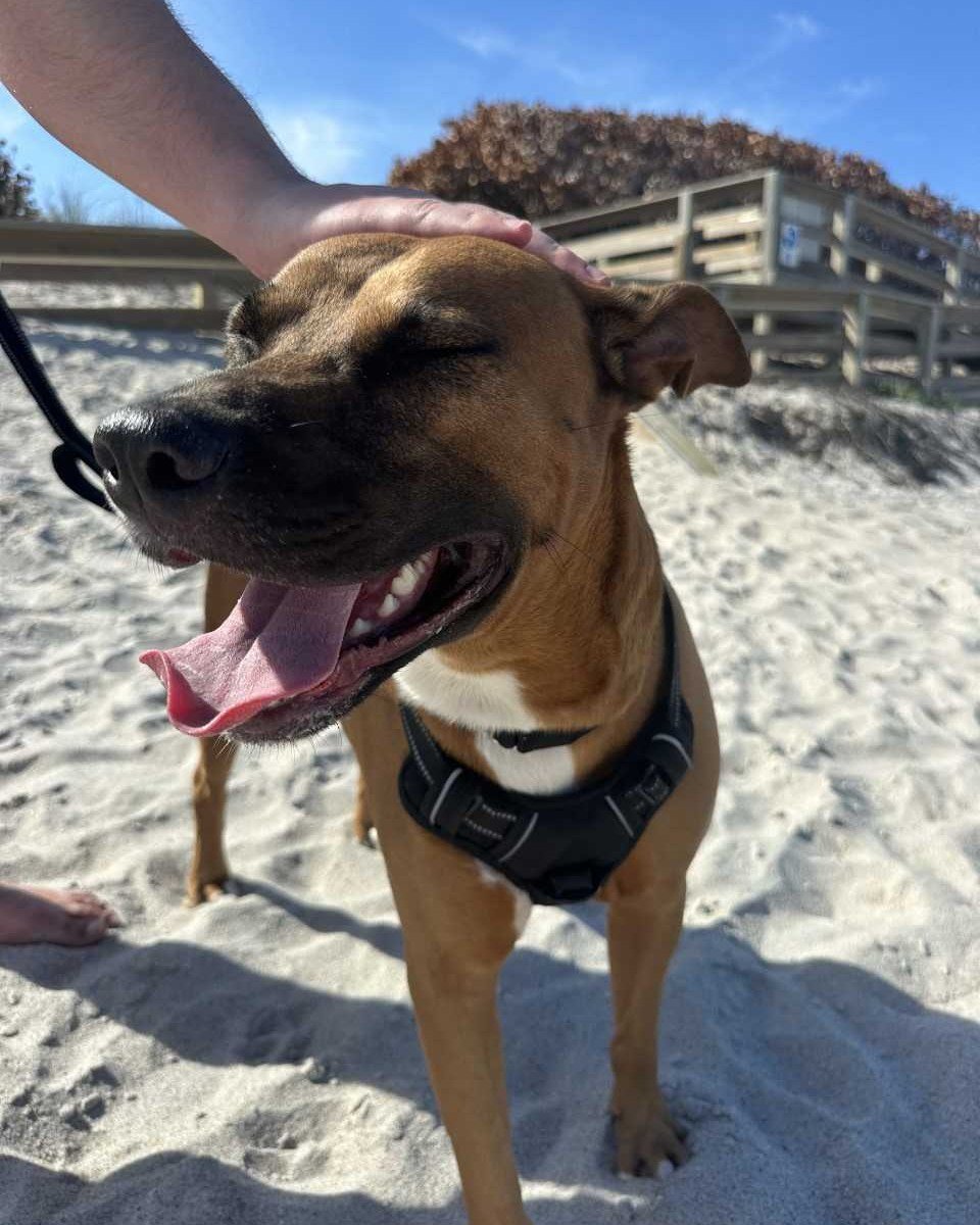 Meet Rico, our resident beach bro! 🏖️

This handsome 2-year-old had the BEST day catching waves and getting his toes in the sand during a recent Borrowed Buddies outing. Rico can be a little shy when he first meets you. Don't let that fool you, brin