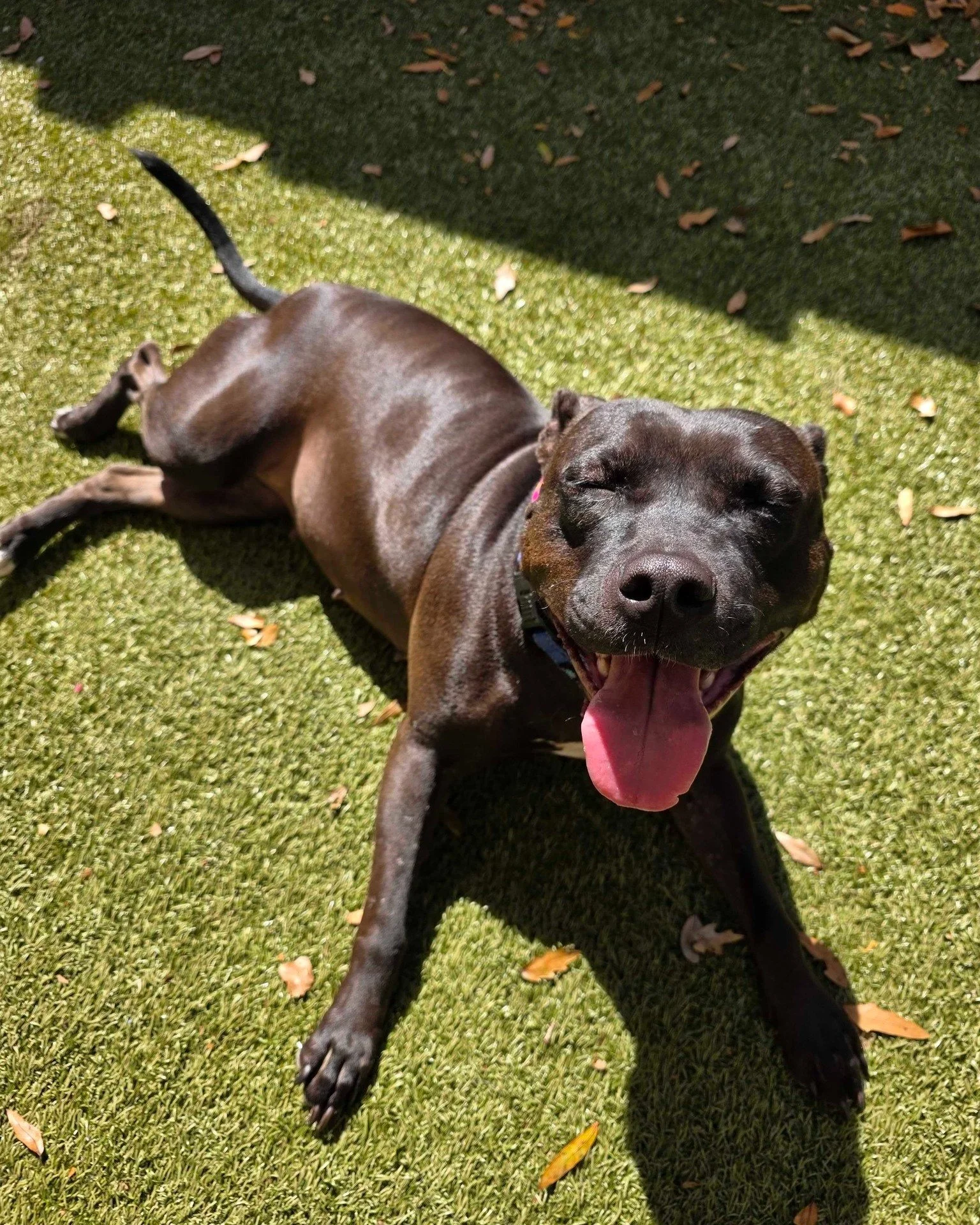 Meet Ryka! Yes, she absolutely knows how good she looks in this lighting. 😍 

This gorgeous girl is turning 3 years old soon and she is ready to celebrate with a family of her own! Ryka is a playful, fun-loving soul who lives for adventure. Walks, h