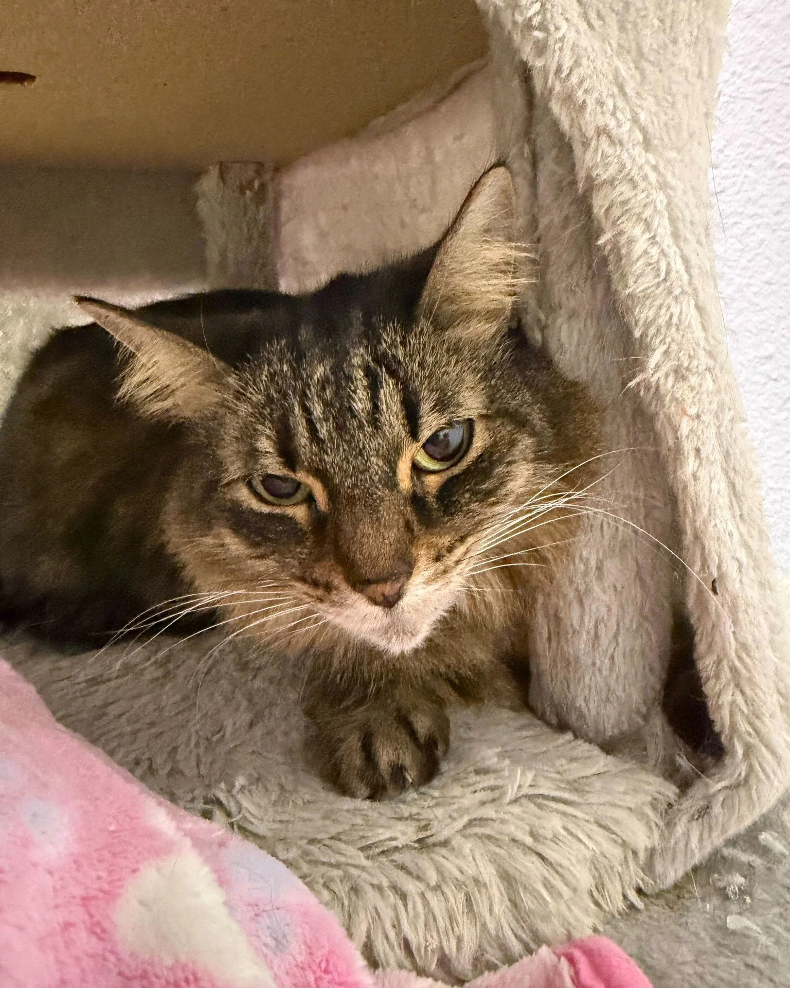 We love Lucy... and you will too! ❤

Lucy is a 9-year-old shy but friendly gal who knows exactly what she wants: a cozy spot, a gentle head scratch, and someone who will love her just as she is.

Lucy is FeLV+ (Feline Leukemia positive), which means 