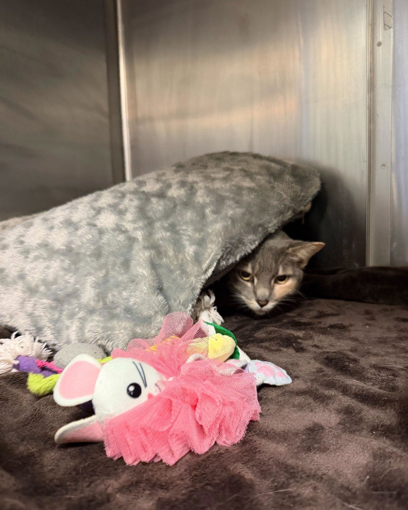 Ruthie: It's been a long week...
Us: It's Tuesday 😬

Ruthie is a gal who loves everyone she meets, lives for catnip, and is the ultimate lap cat with endless love to give. She does have a head tilt that makes her wobbly, but doesn't let it slow her 