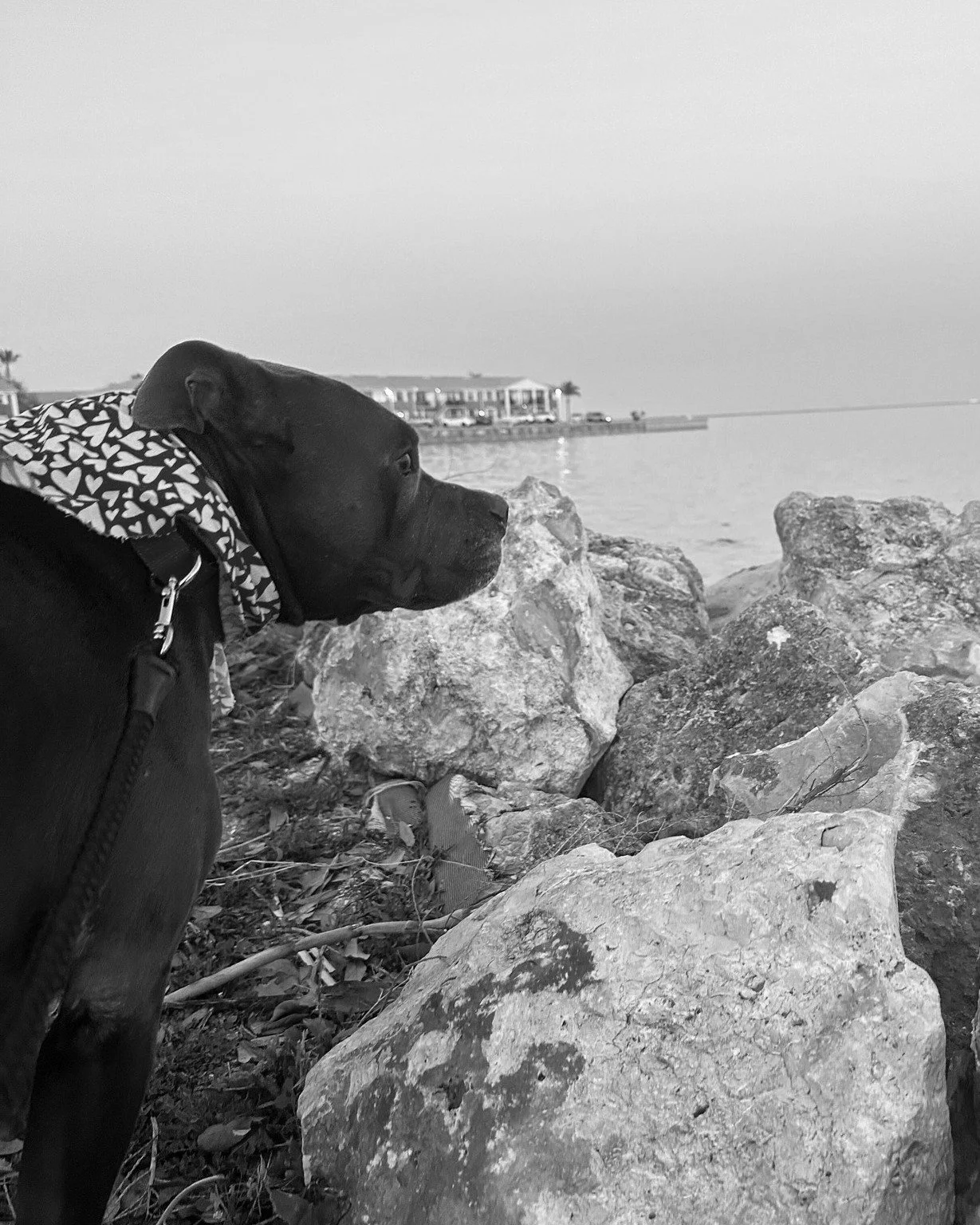 We are heartbroken to share the news that Charlie, or Char Char as we called him, crossed the rainbow bridge this past week. 💔

If you have been following us, you have seen updates on Charlie's health as we worked to diagnose and treat what may have