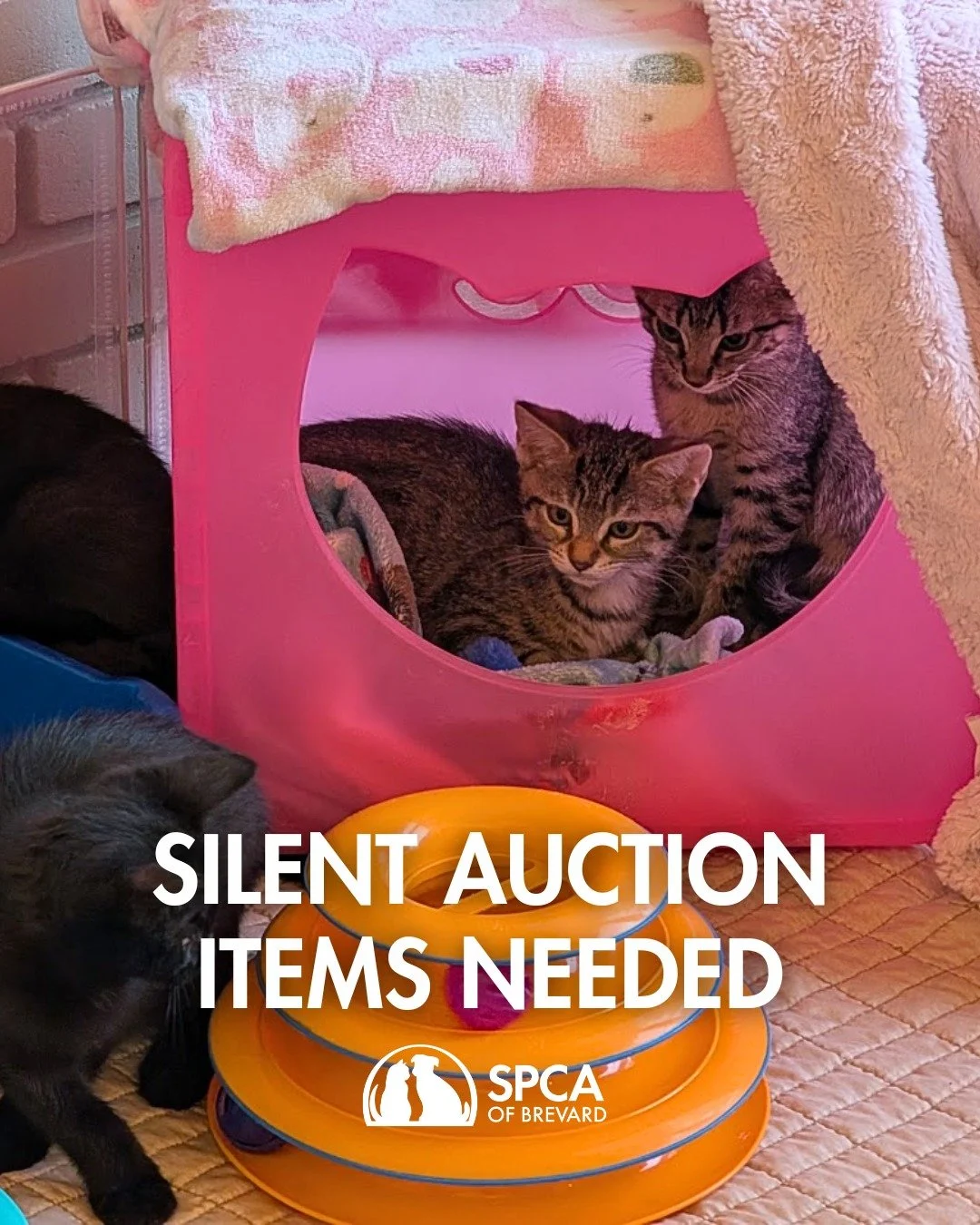 ✨ Silent Auction Items Needed for the Great Catsby Purr-rom ✨

We&rsquo;re inviting local businesses or supporters to join the soir&eacute;e and help make this glamorous night one to remember, all in support of animals in our care.

This can include 