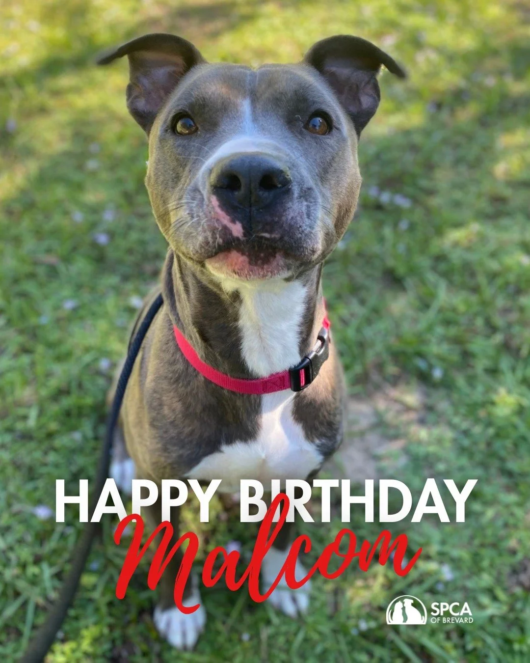 HAPPY 5th BIRTHDAY, MALCOLM! 🥳🎂

Malcolm may be turning 5 today, but don't let that fool you because this guy has the heart (and the energy!) of a puppy. He loves everyone he meets, from adults to kiddos, and he'll have your whole family wrapped ar