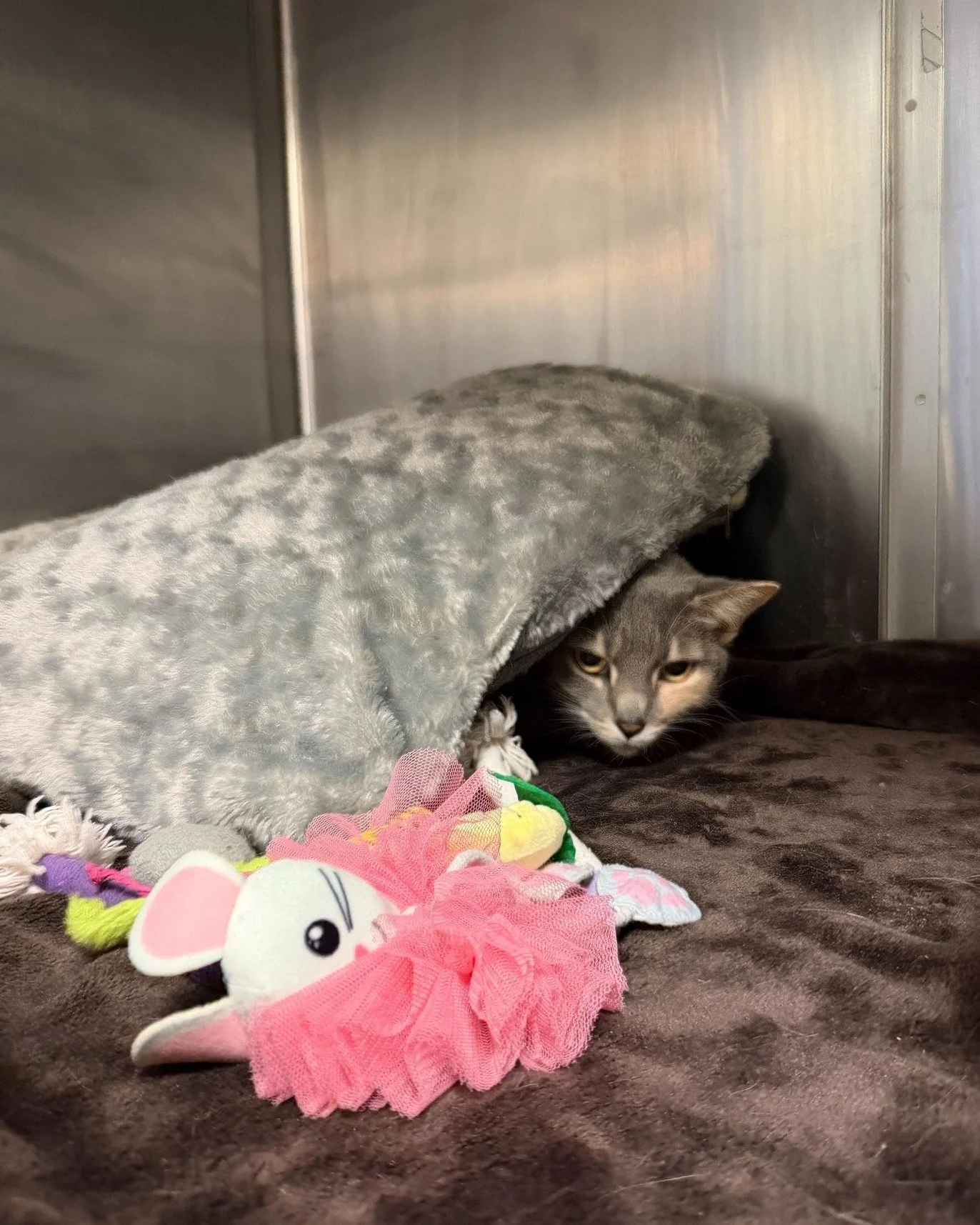 Ruthie: It's been a long week...
Us: It's Tuesday 😬

Ruthie is a gal who loves everyone she meets, lives for catnip, and is the ultimate lap cat with endless love to give. She does have a head tilt that makes her wobbly, but doesn't let it slow her 