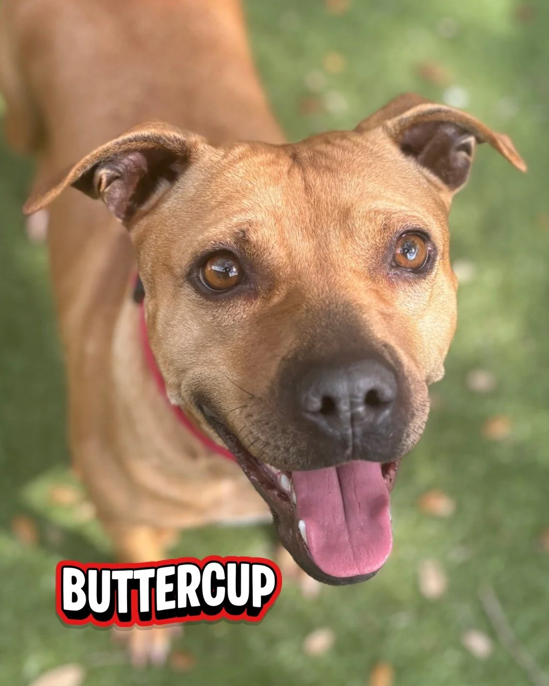 Say hello to our newest furry friends who are ready to meet you and find loving homes! 

Meet Buttercup 🌼 &mdash; This shy but sweet 2-year-old girl (47 lbs) is looking for a special person to call her own. She'd thrive as your one and only pet, and