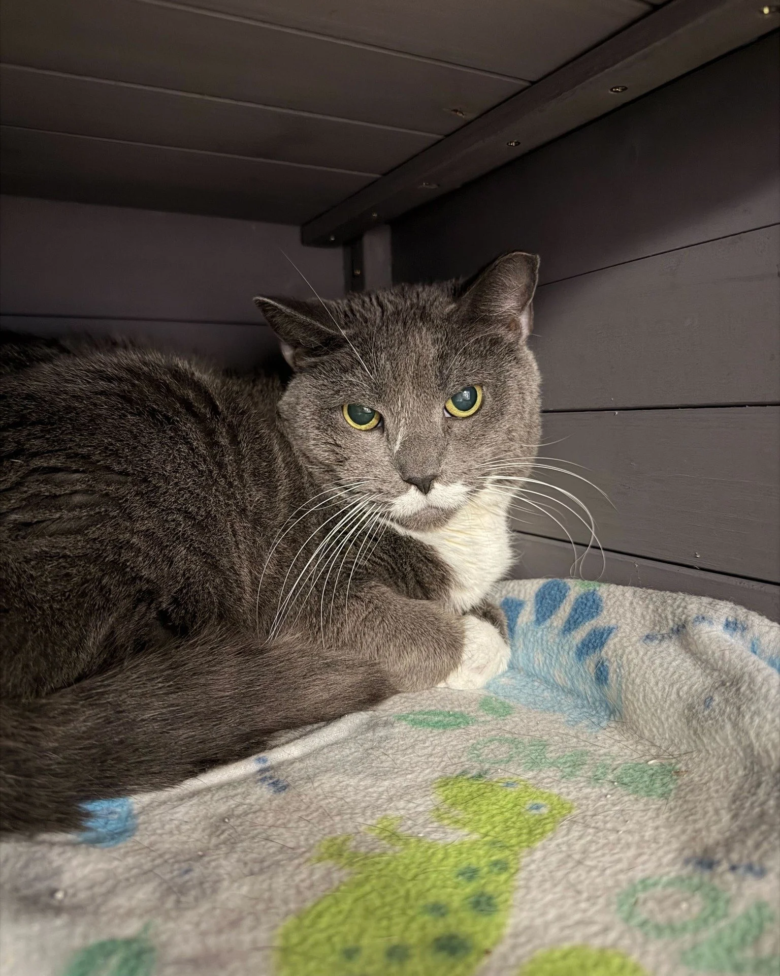 Despite looking like she just saw a bunch of kids running across her lawn, Lovebug is a 12-year-old soul who is searching for a quiet place to land. ❤

She came to us at the start of the year with a group of senior cats after their owner entered hosp