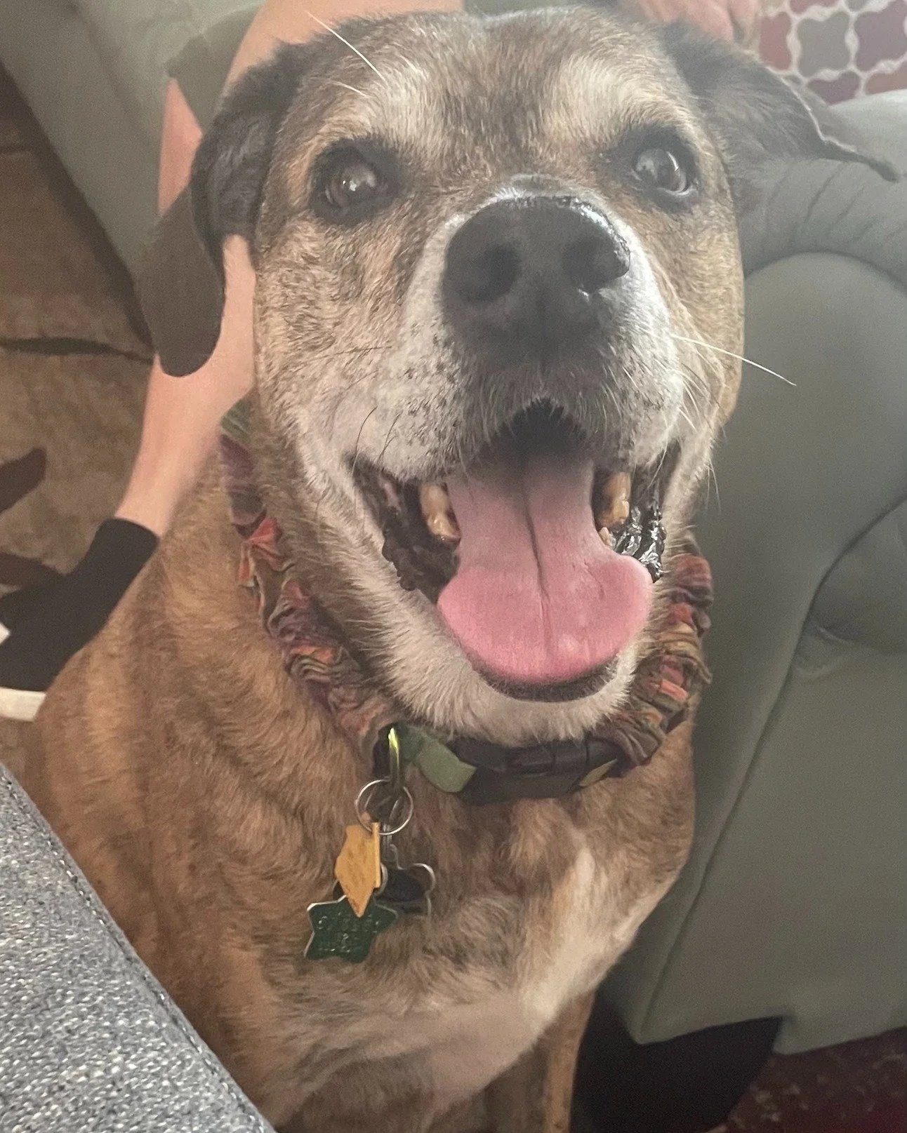 COURTESY POST: This dog is not in the care of the SPCA but is in need of being re-homed due owner's health and housing. Please reach out to the caretaker directly for more information.

Meet Petey! This sweet guy is 10 years old, neutered, and up to 