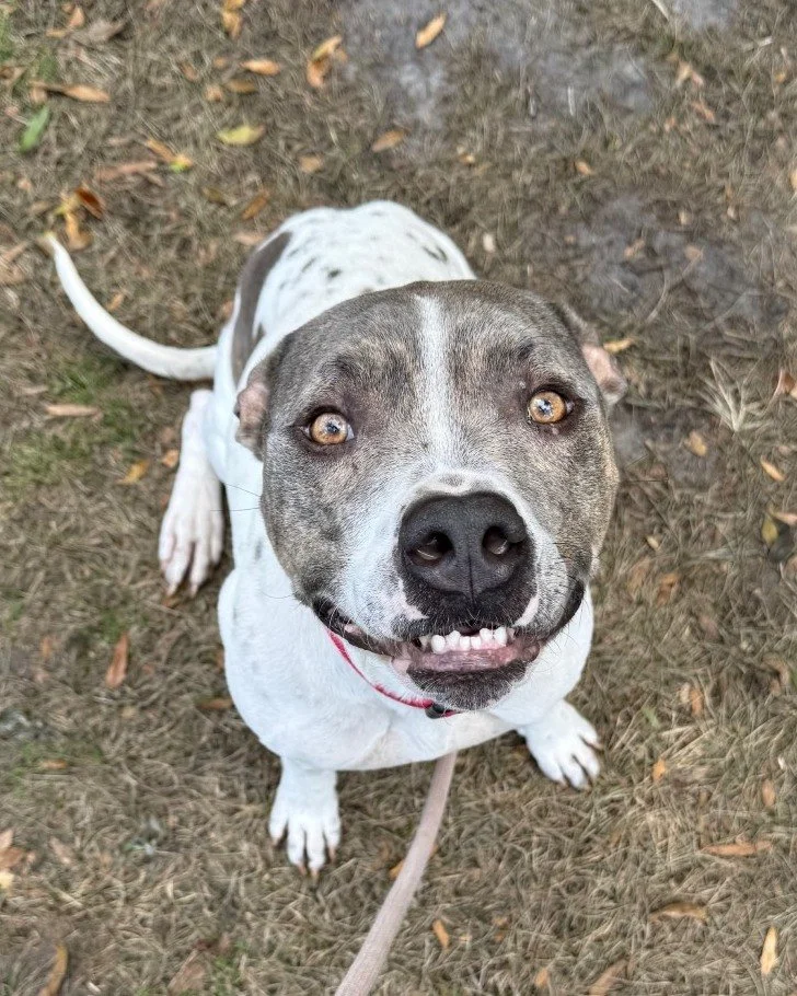 Buster is all smiles because he knows his future family is out there! 😁

At 4-years-old, Buster is a bit of a shy guy at firs. He likes to take things slow and do things on his own terms, but toss him a treat and you'll have a best friend in no time