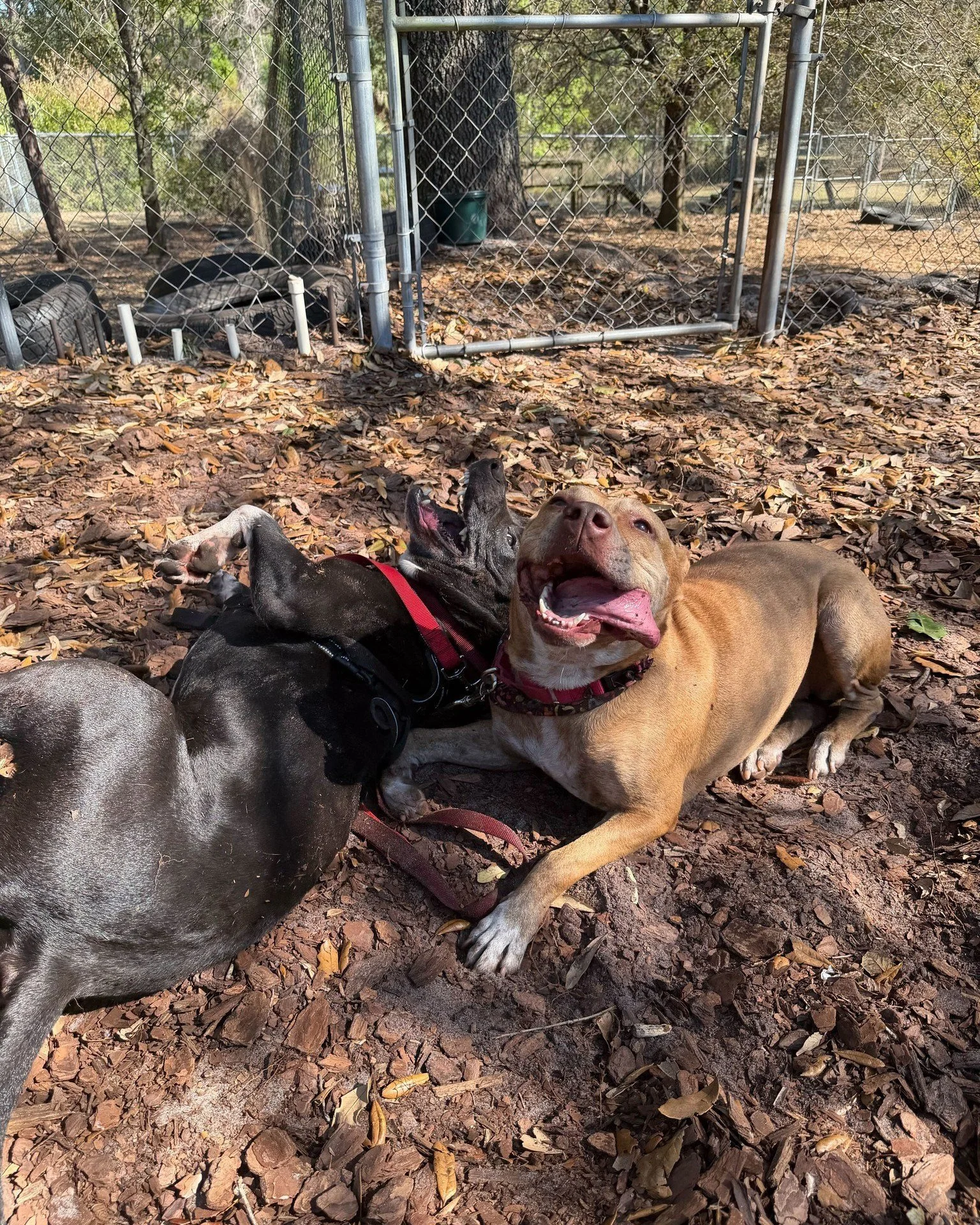 It wouldn't be a good Saturday without some playtime between Esme and Rascal! 

✨ Esme is a fun-loving 3-year-old girl who loves playful dogs friends, may do well with older kids, but has not been around cats
✨ Rascal is a charming 7-year-old boy wit
