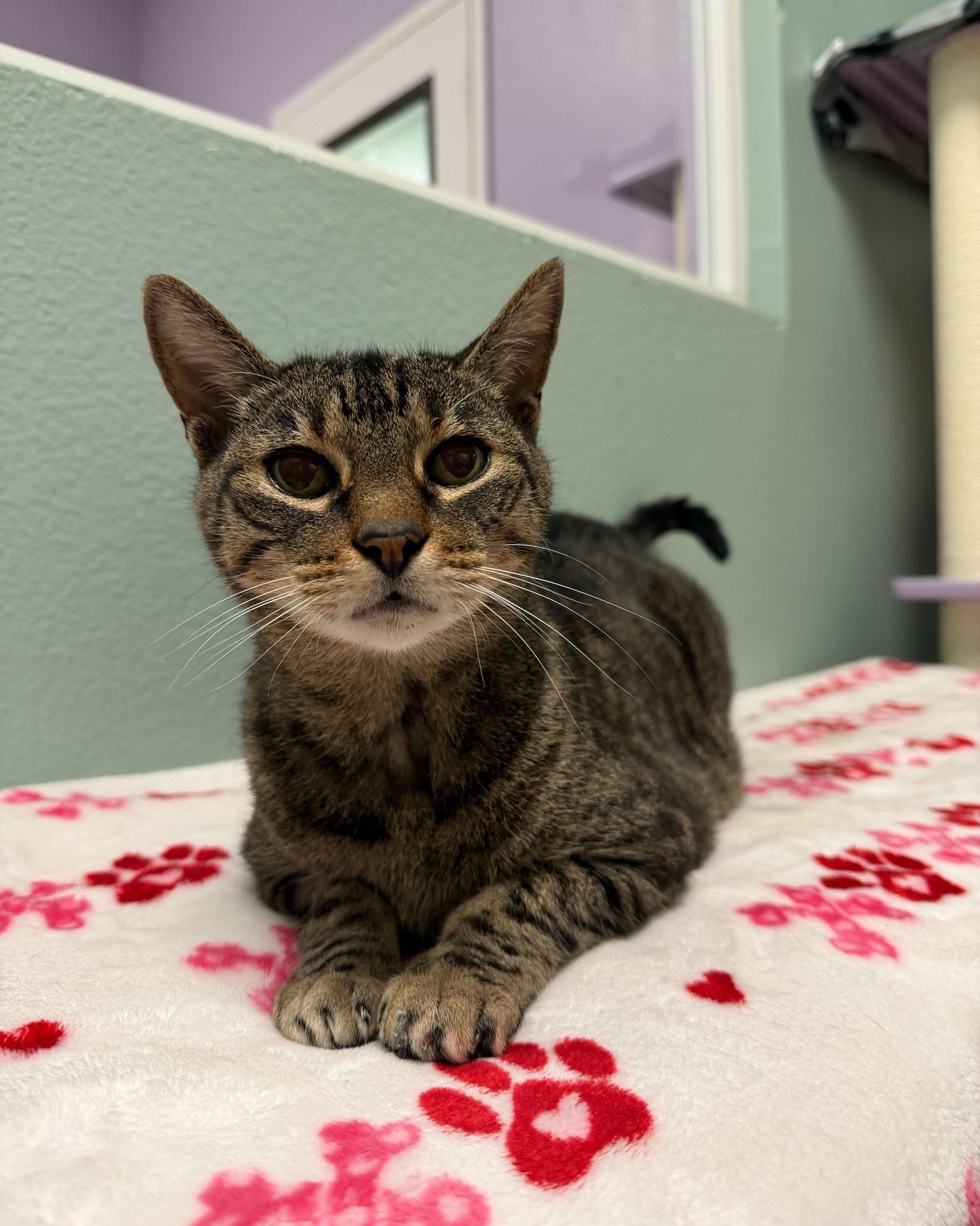 They say pancakes are warm, sweet, and impossible not to love. Sounds just like Poppi! 🥞

This girl loves her cats friends and would do best with older kids. Her daily schedule consists of: napping, relaxing, and napping while relaxing. HOWEVER. Int