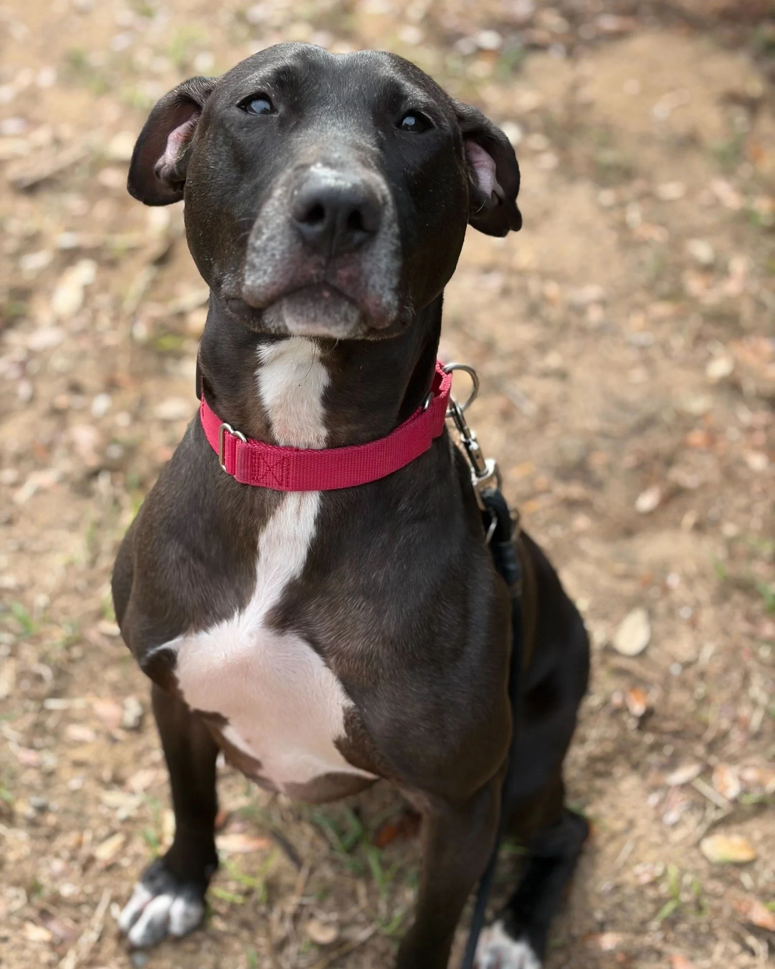 🚨 PLEASE SHARE - ADOPTER OR LONG TERM FOSTER NEEDED 🚨

Georgia is a beautiful, vibrant soul who is currently finding the walls of the shelter a little too small for her big heart. While our staff is dedicated to giving her love, exercise, and enric