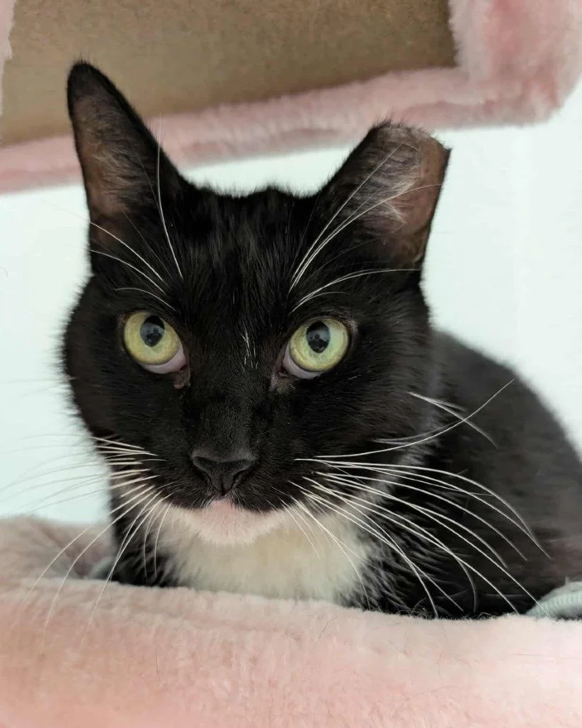 He likes it when you call him Big Papa. 😌

At 12 years young, Big Papa came into our care at the start of the year alongside 9 other cats when their owner had to enter hospice. It was a big change for all of them and some are still finding their foo