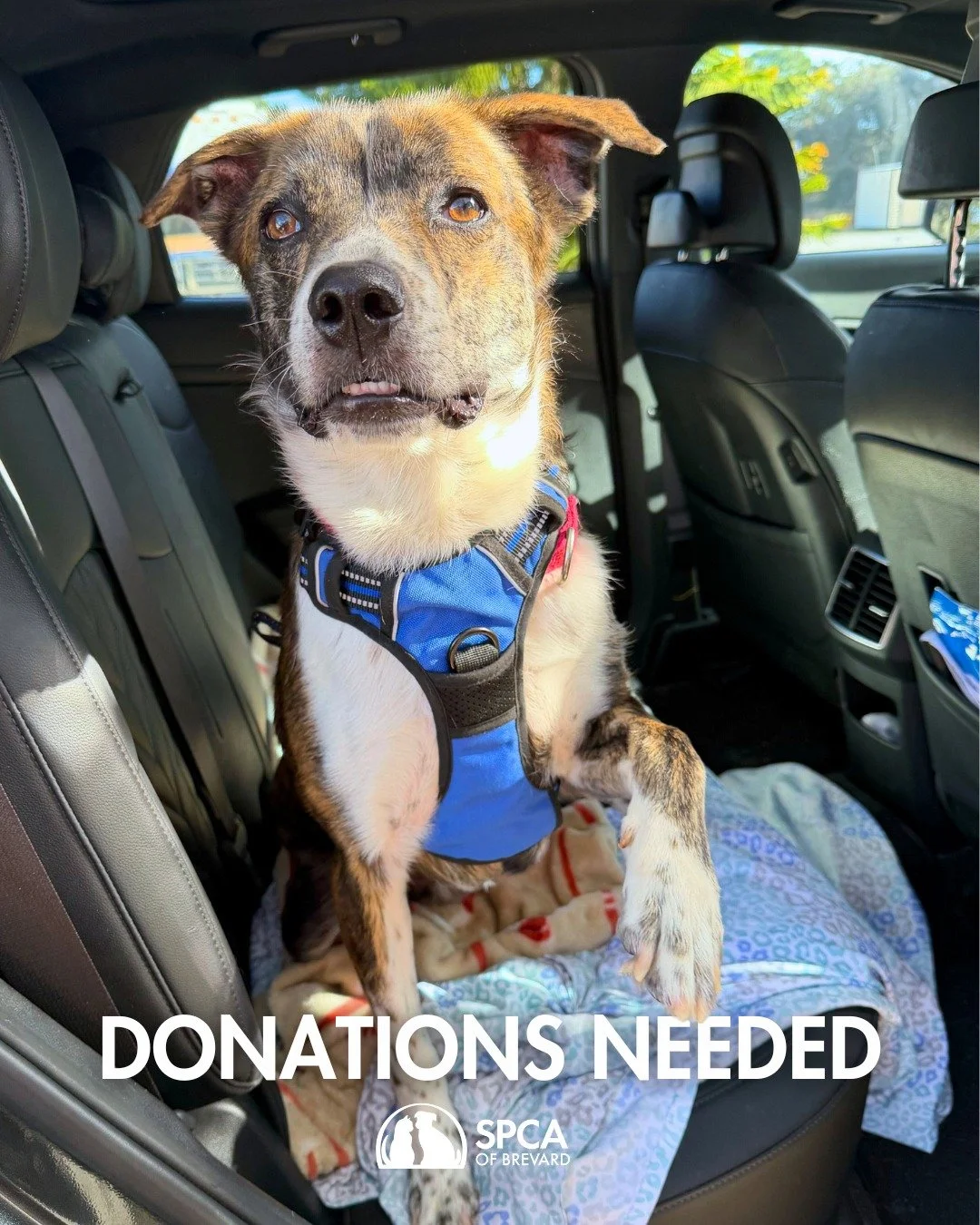 Wish List Wednesday 🐾✨

Kitten season is just around the corner and that means our shelter is about to get very busy!  As we prepare to welcome a new wave of kittens and other pets into our care, we're asking our incredible community to help us stoc