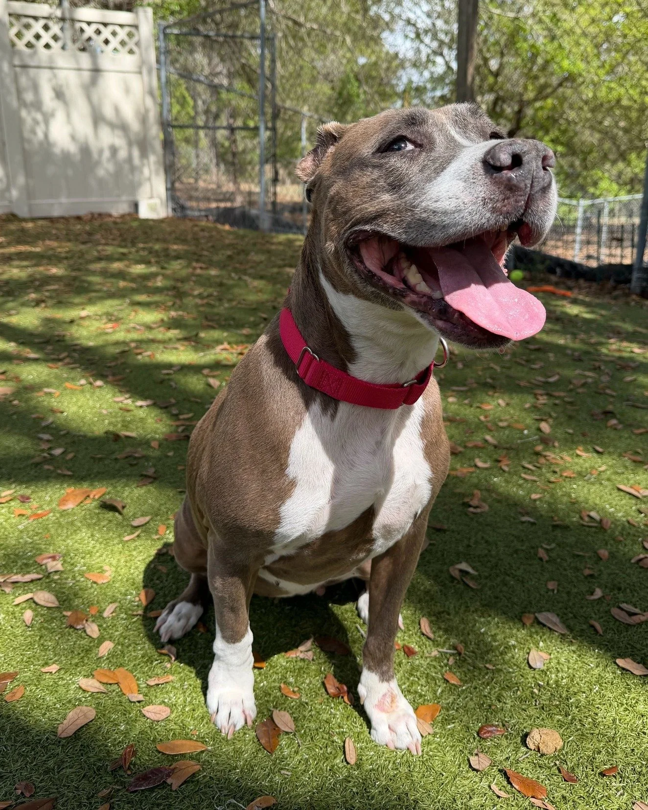 Phoebe is giving you the side eye for not coming to see her yet&hellip; but don't worry, she told us she won't hold it against you! 😉

At 9&frac12; years old, Phoebe has decided that what she really wants out of life is a warm home, outdoor adventur