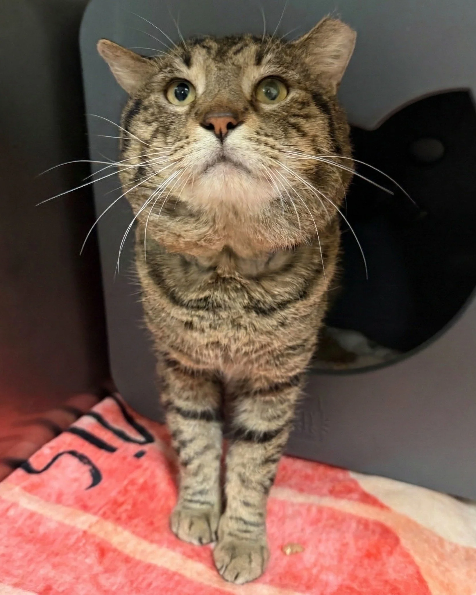 SIR. THOSE CHEEKS. 👀

Everyone meet Grinch! This 5-year-old gentleman is looking for a home where he can continue his three main passions: napping, accepting chin scratches from adoring fans (his new family), and snacking. He's friendly, chill, and 