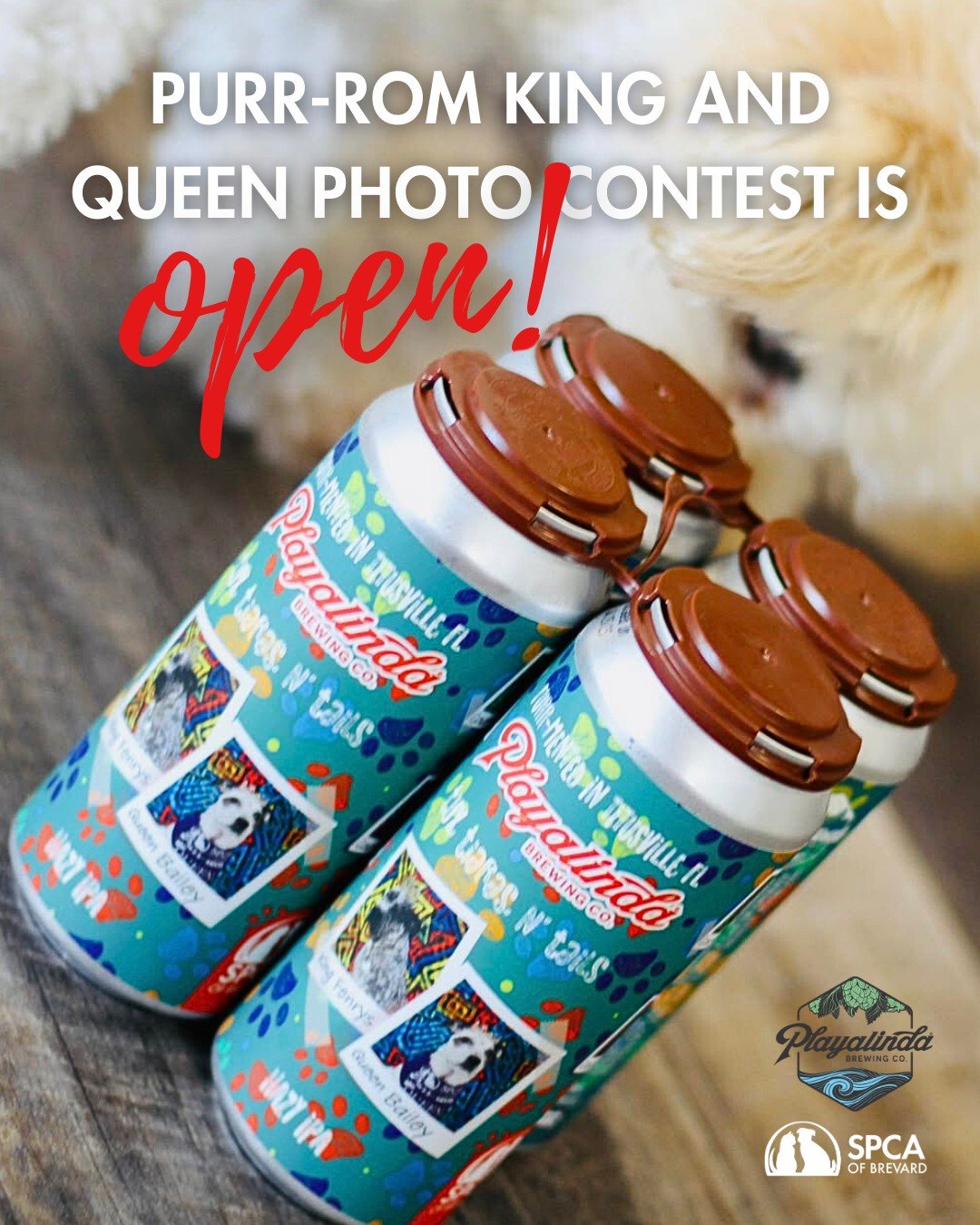 Want your pet to be SPCA Royalty? Now's your chance because our Purr-rom King and Queen Photo Contest sponsored by @playalindabrewingcompany  is OPEN! 👑🐾

How to Enter:
- All dogs and cats are welcome! Your furry friend doesn&rsquo;t have to be ado
