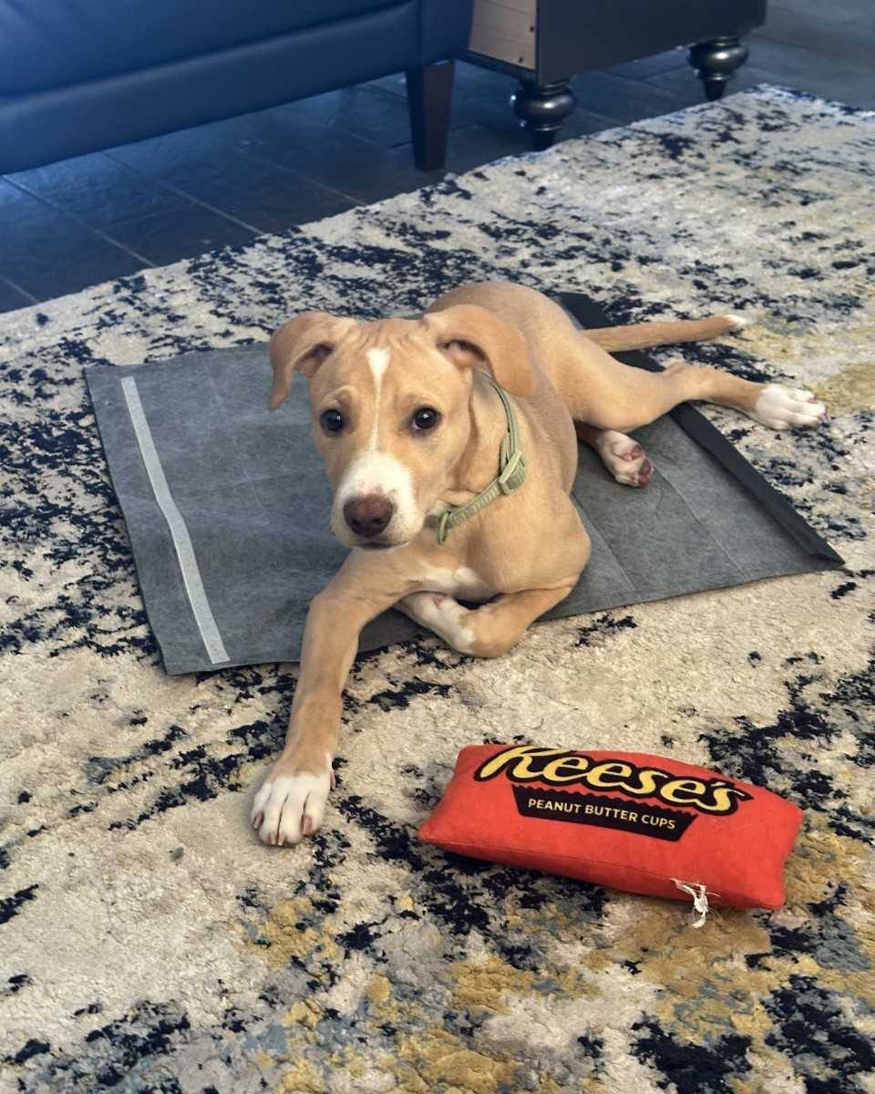 COURTESY POST: This dog is not in the care of the SPCA but is in need of being re-homed due to housing. Please reach out to the caretaker directly for more information.

Meet Halo! This sweet girl is 1-year-old, spayed, and up to date on vaccines. Ha