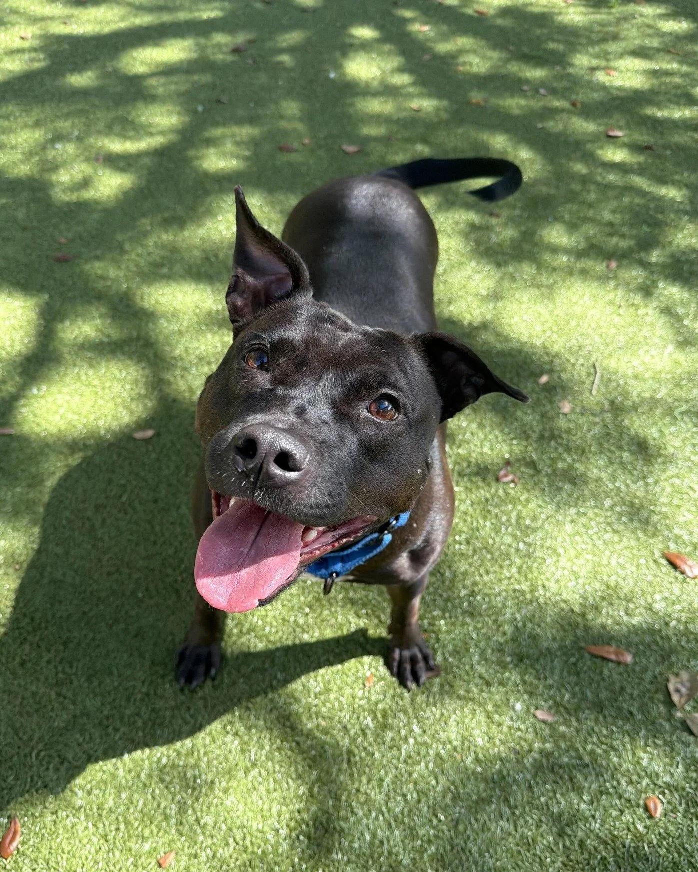 Happy Saturday from Ryka and Dolores! 🐾

Ryka is a 2-year-old bundle of energy is ready to make your weekend! She prefers to be your only pet, is friendly and may do well with older kids, and comes with a goofy personality AND a smile to match. 

Do