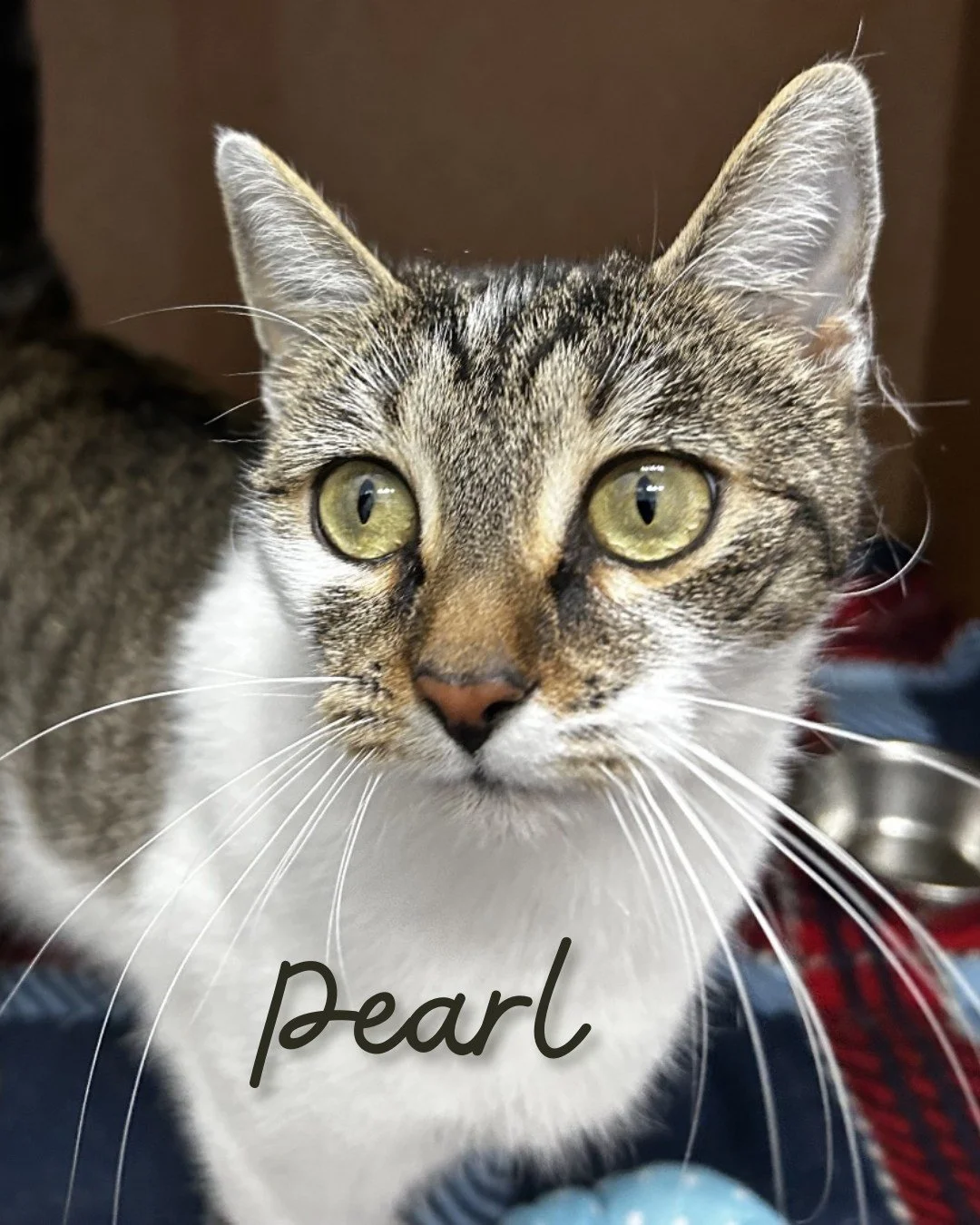 Some adorable new kitties have moved over to our Melbourne thrift store and they are SO ready to meet you! 😻 

Swing by, say hello, and shop 'til you drop! Every purchase you make in our store goes directly toward helping cats like these and other p