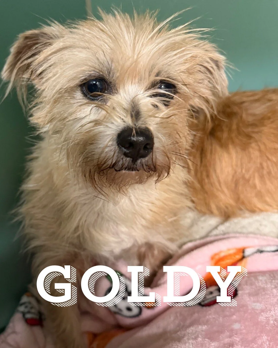 🚨 SMALL DOGS ALERT 🚨

Introducing the bonded duo you didn't know you needed: Goldy and Daytona!

Goldy is the social butterfly of the pair. She is outgoing, charming, and full of personality. Daytona likes to take things slow. He is the shyer of th