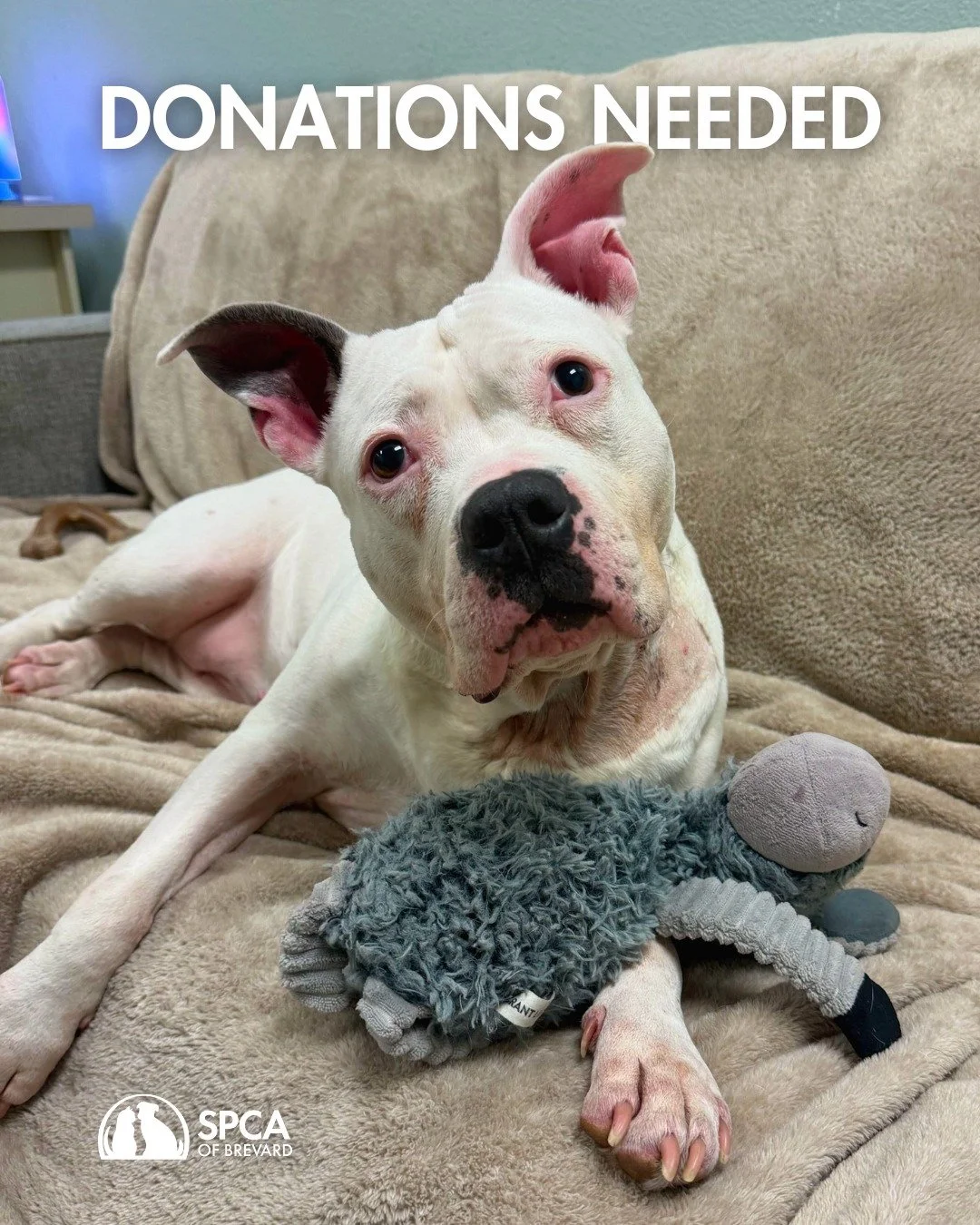 Wish List Wednesday 🐾✨

We are in need of stuffed dog toys (new or gently used), dry pet food for our community pet pantry, and churu treats for cats. 

Donating these items is an easy way to lend a paw and help keep pets happy and healthy until the